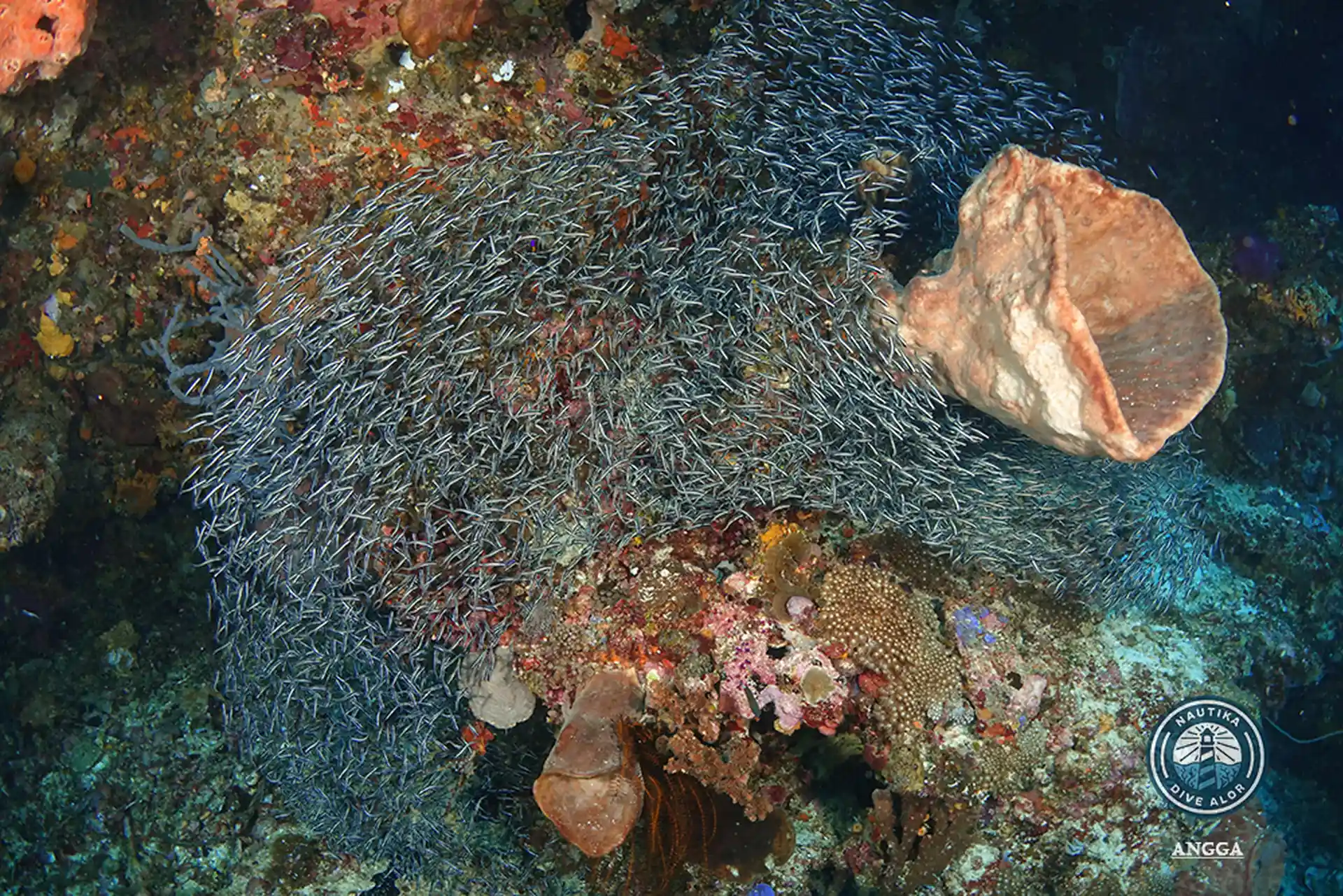 Dive site photo