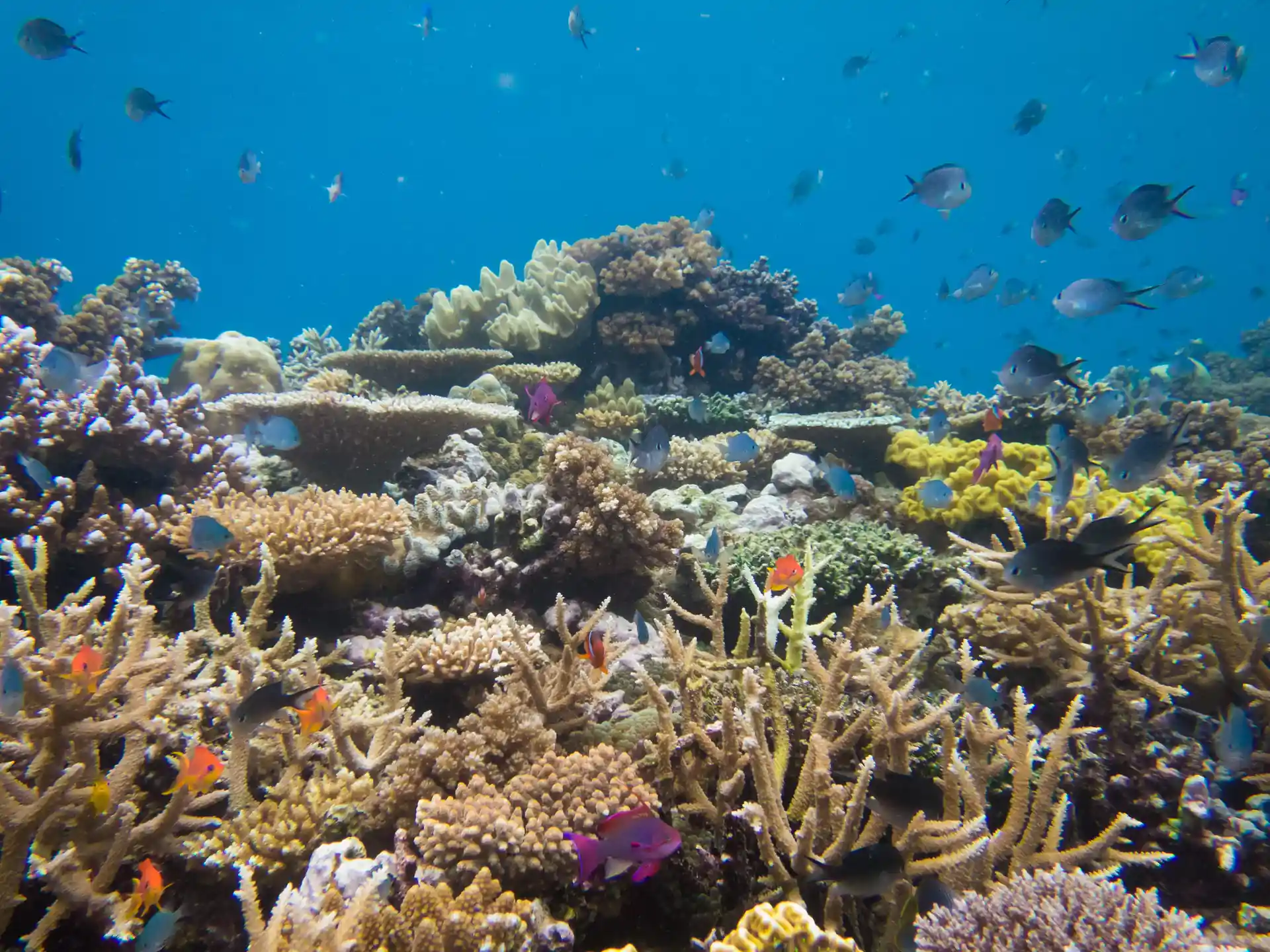 Dive on some of the most pristine coral reefs in Fiji