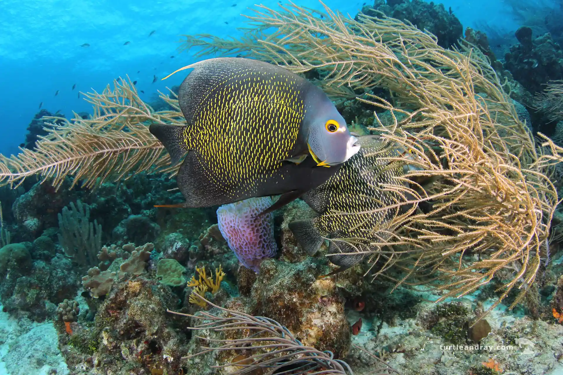 Dive site photo