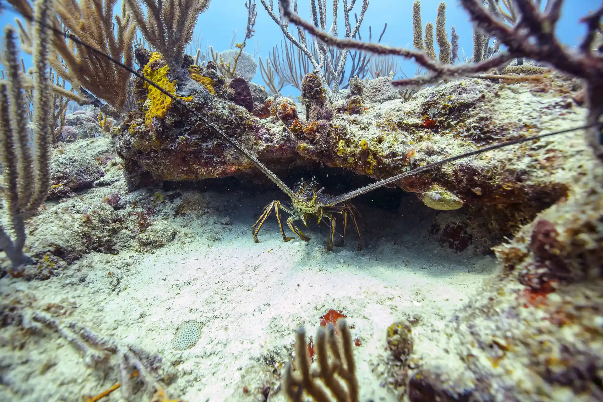 Caribbean spiny lobster (Panulirus argus)