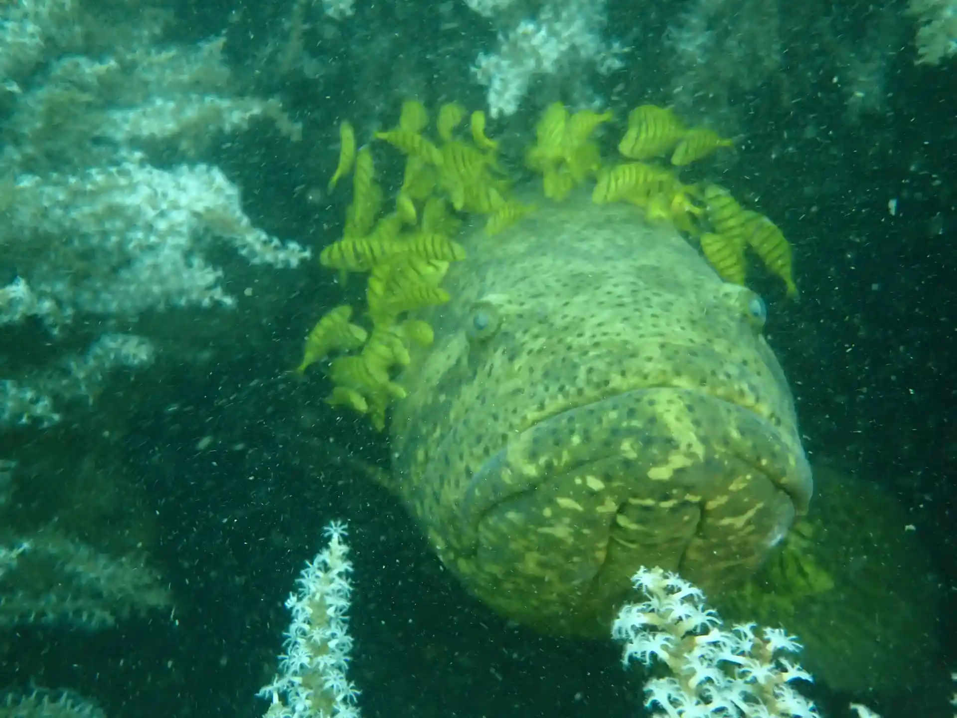 Dive shop photo