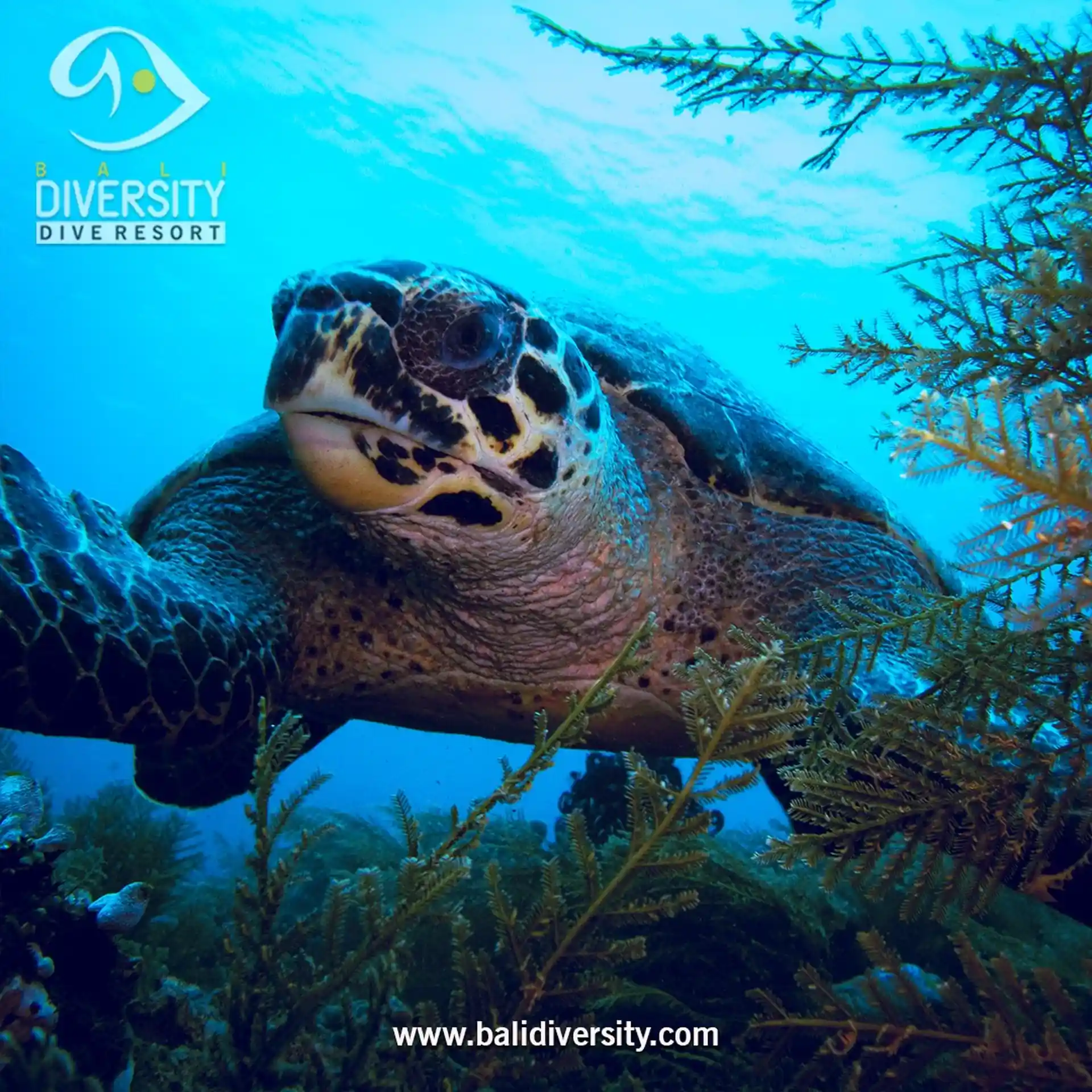 Dive shop photo