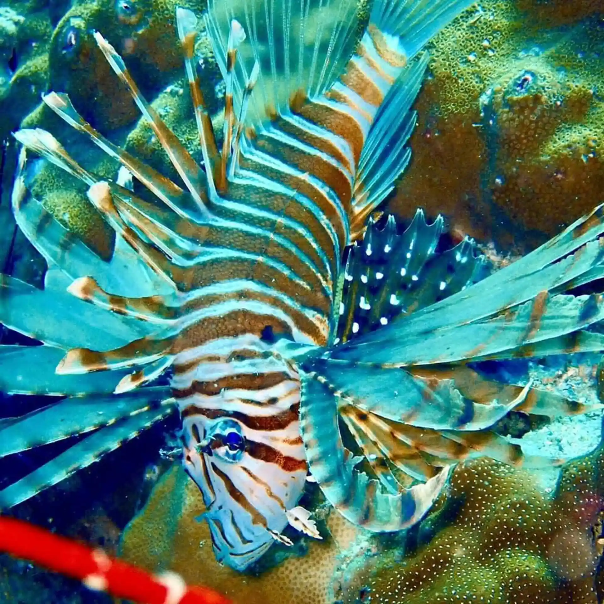 Foto van de duiklocatie