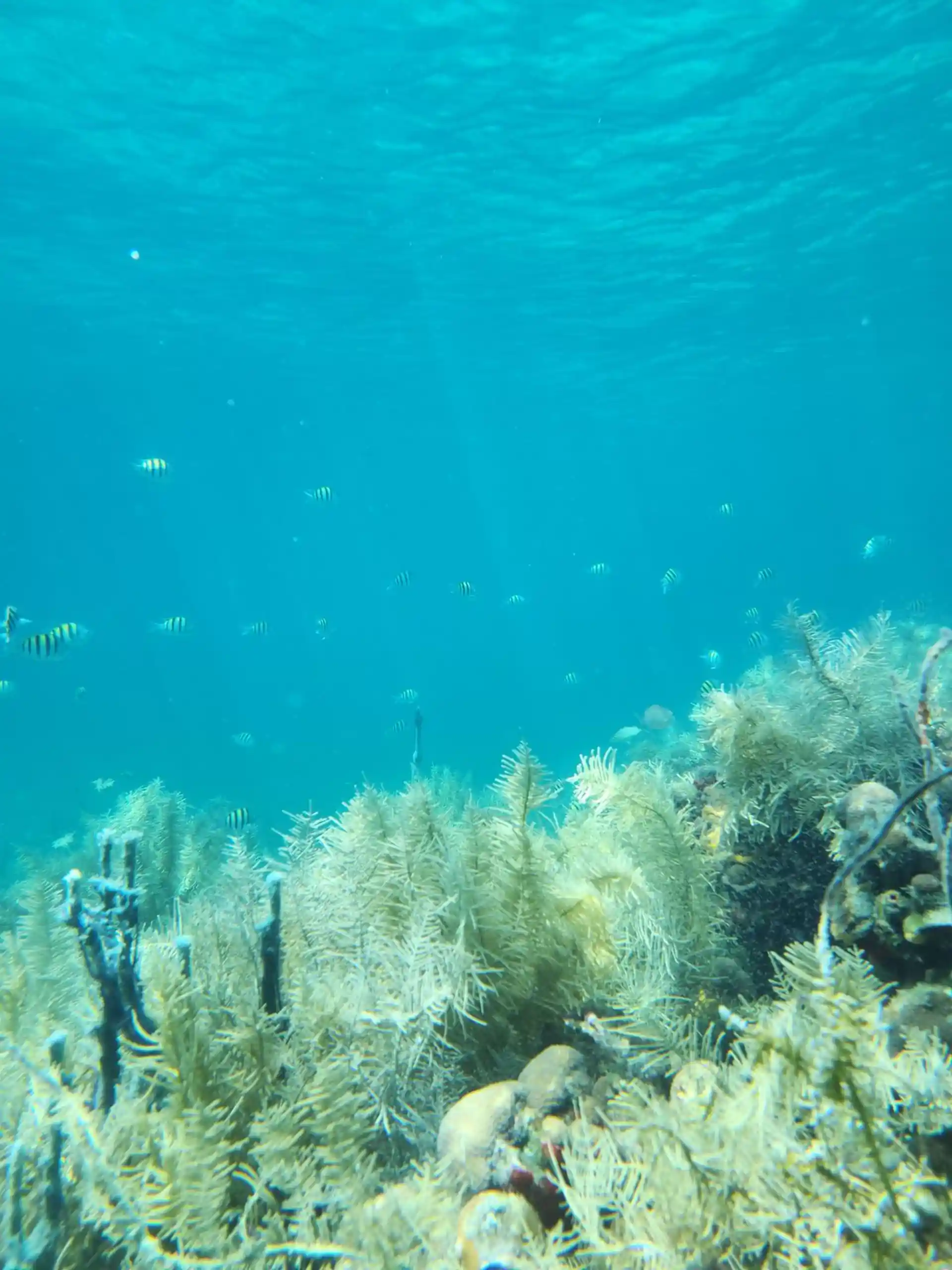 Dive site photo