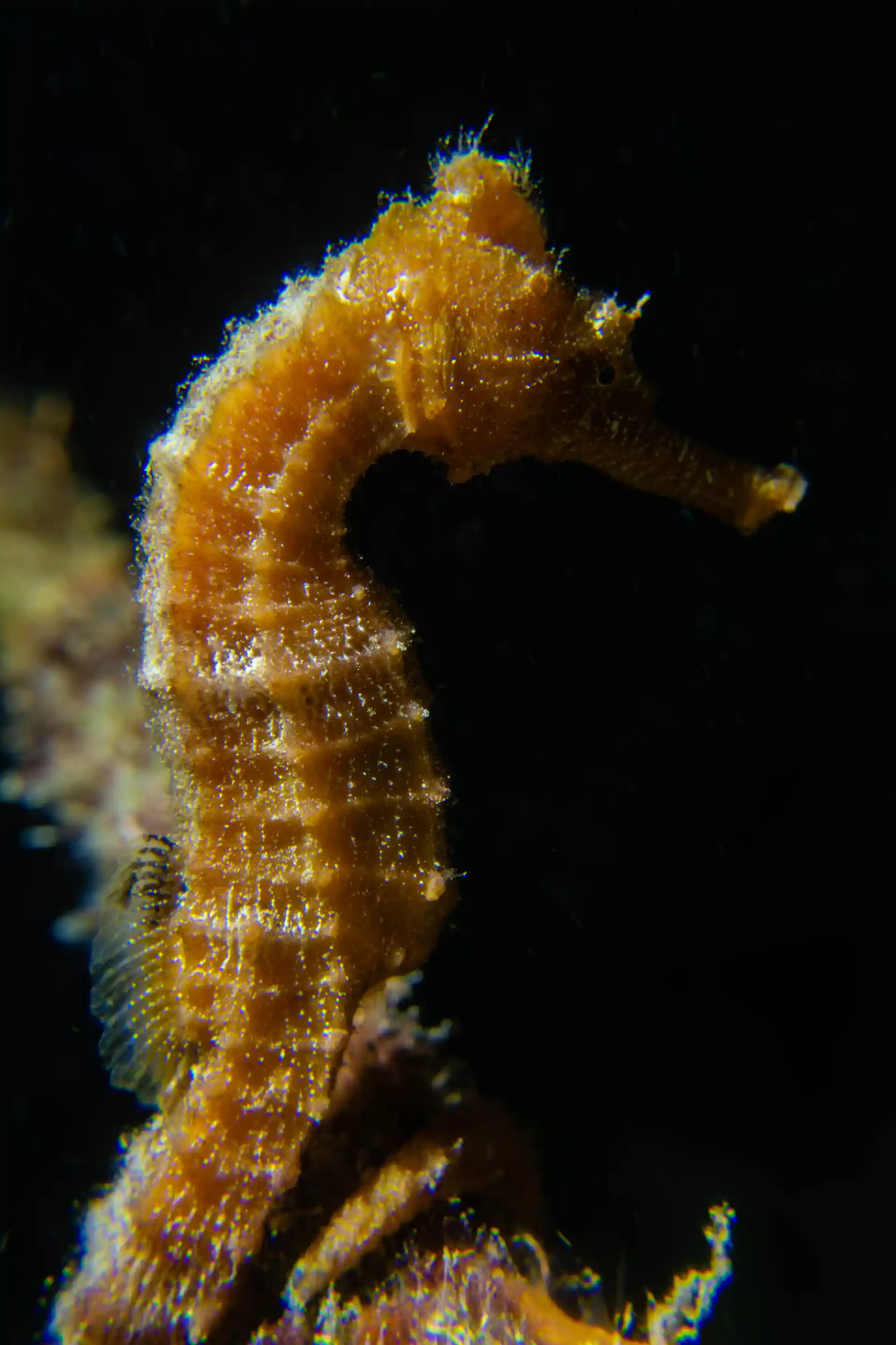 Sometimes we get some great macrolife suprises on our dives.