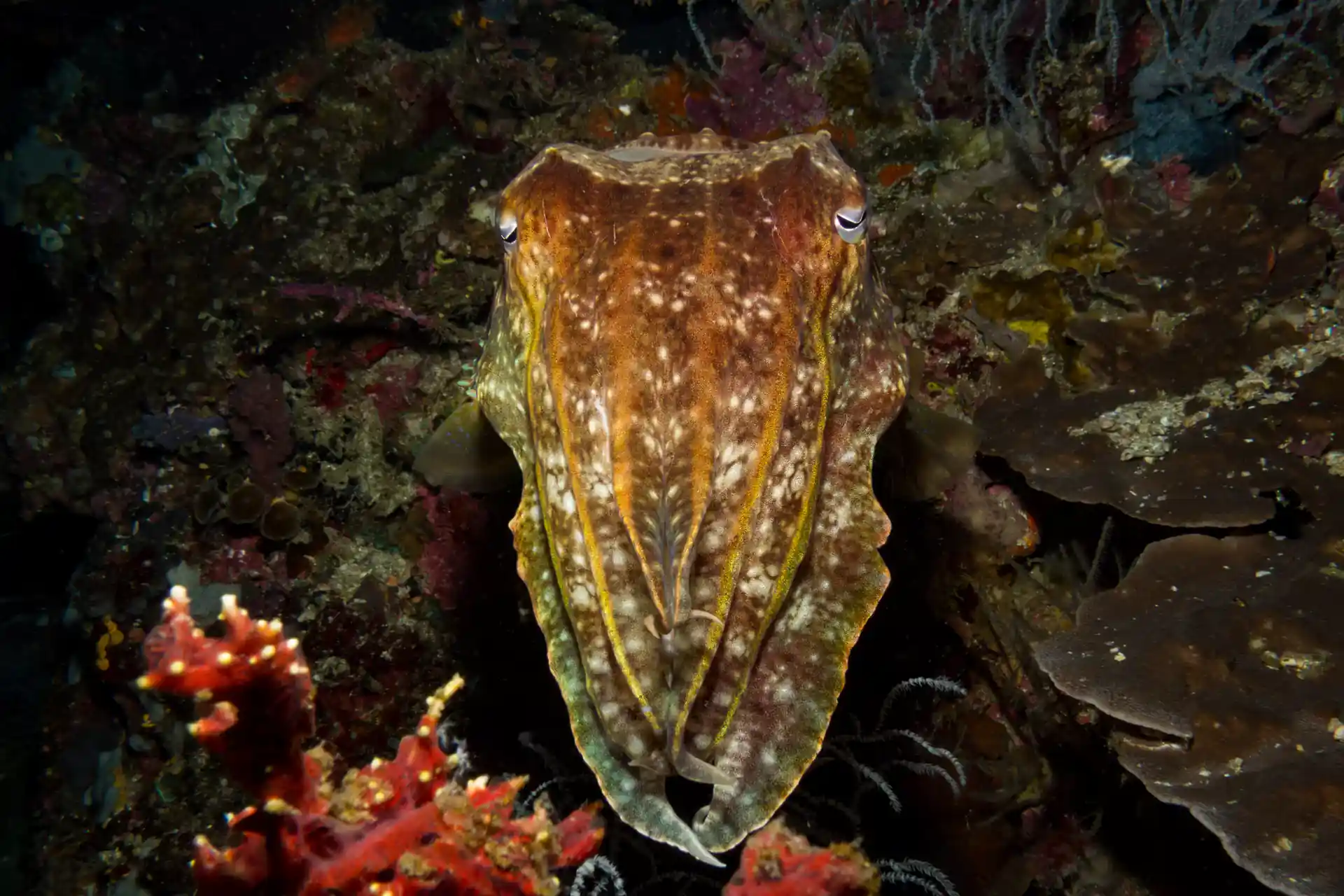 Dive shop photo
