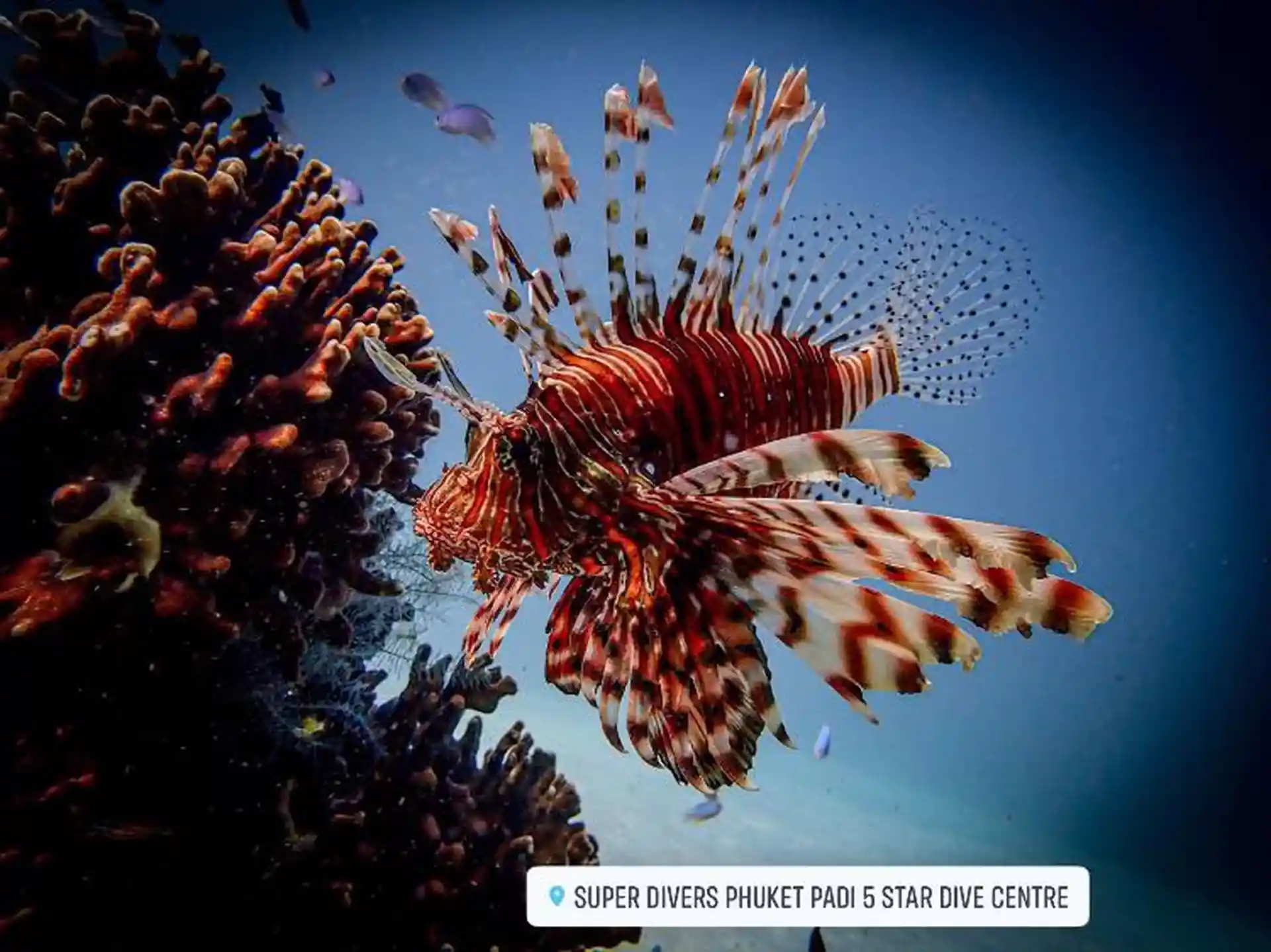 Lionfish