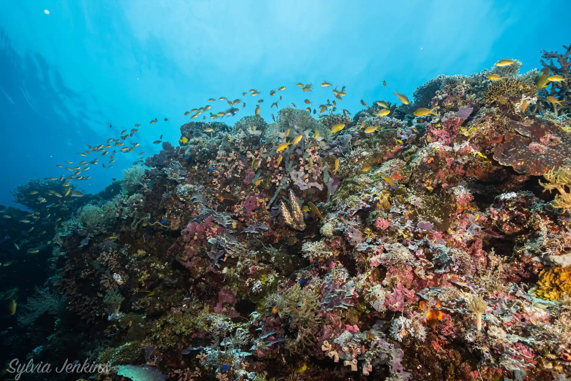 Dive site photo