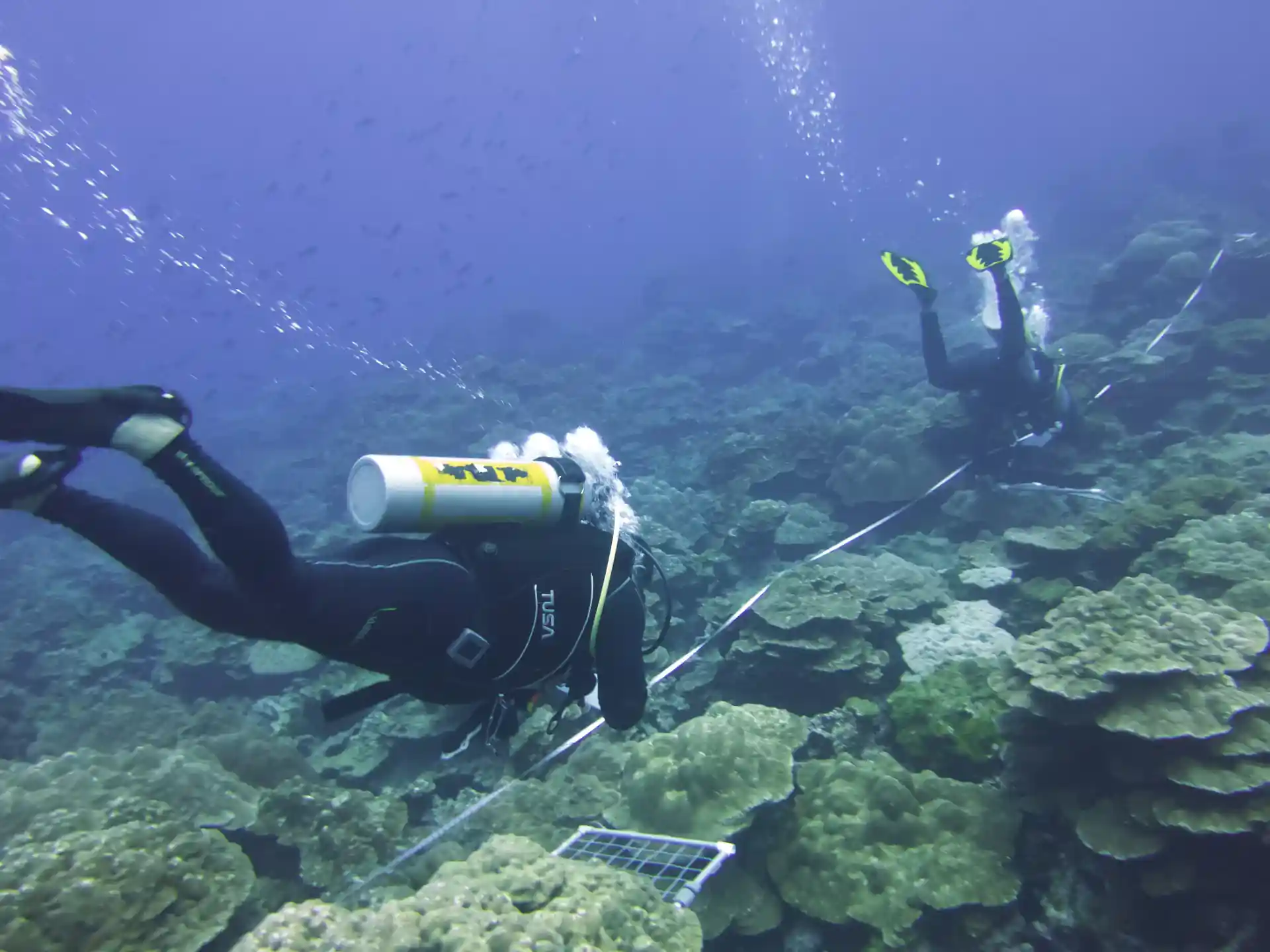 working on a transect line