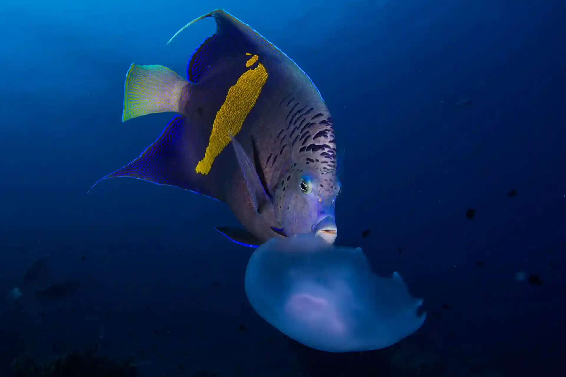 Photo du site de plongée