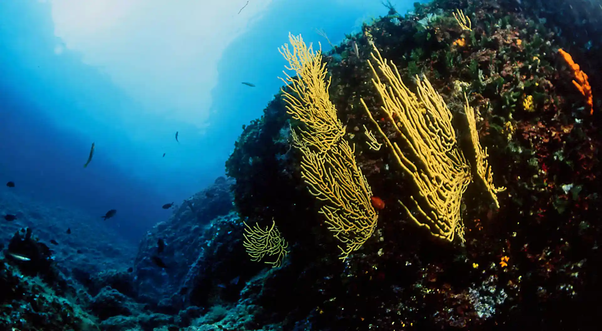 Dive site photo