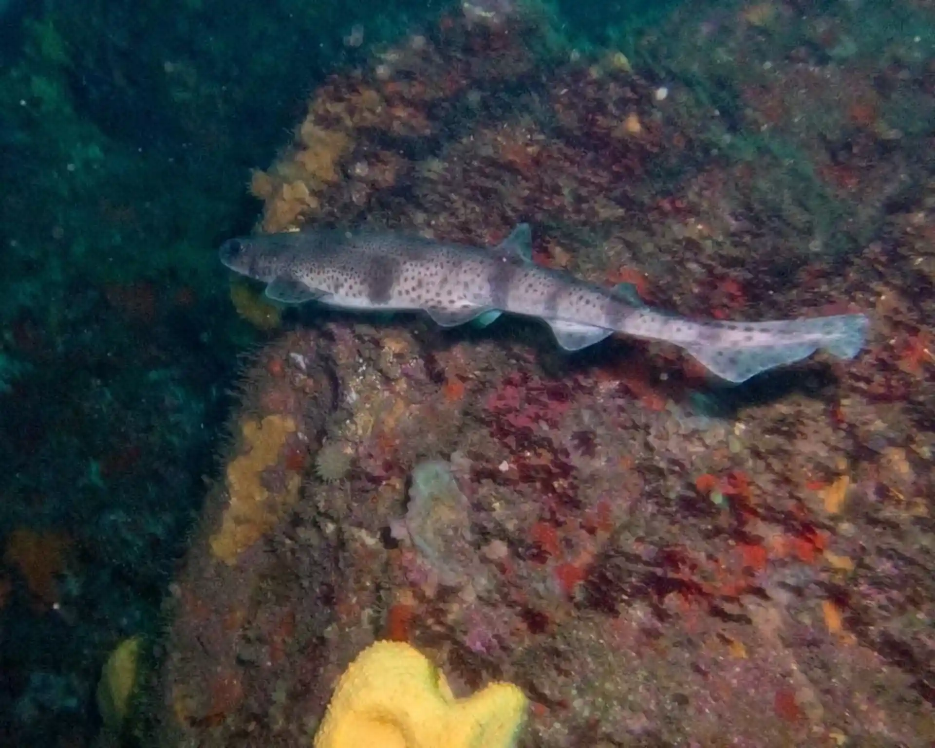 ダイビングサイトの写真