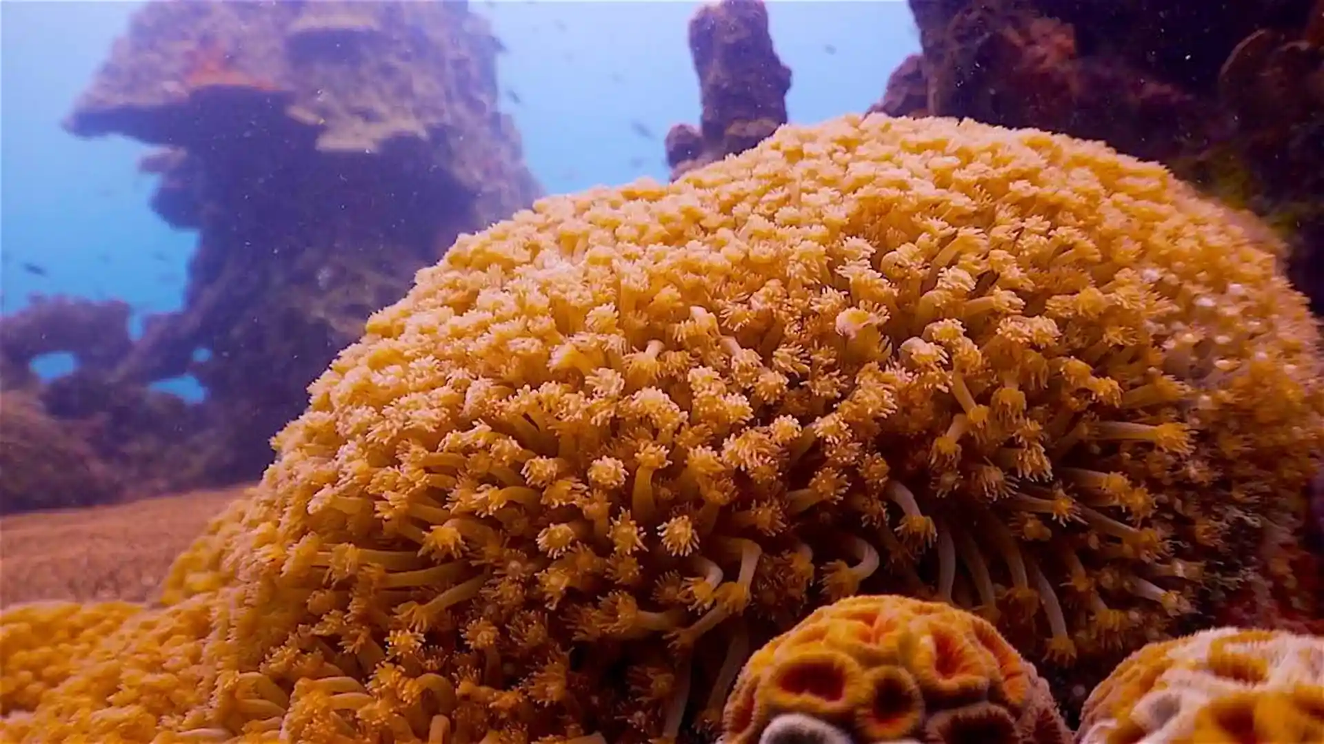 Dive site photo