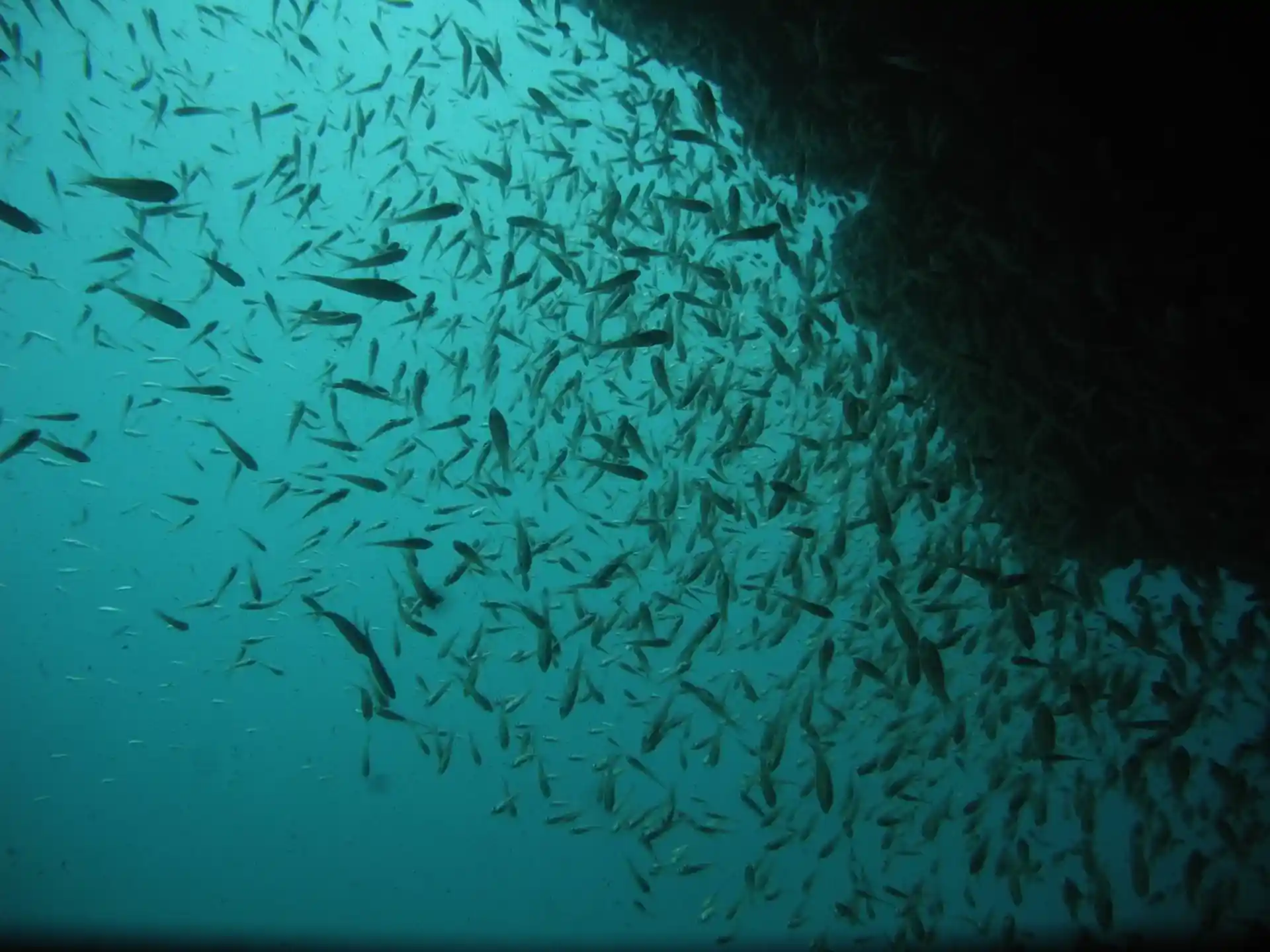 다이빙 포인트 사진