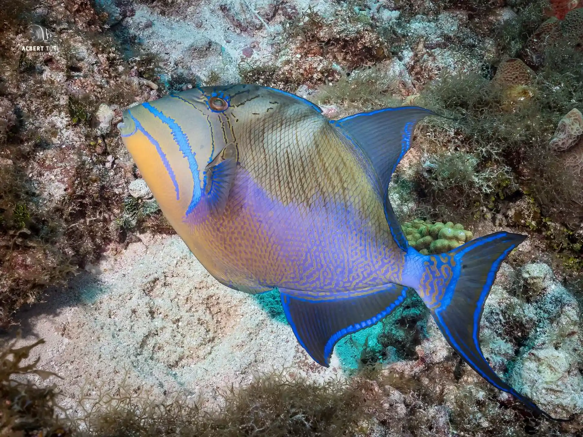 Photo du site de plongée