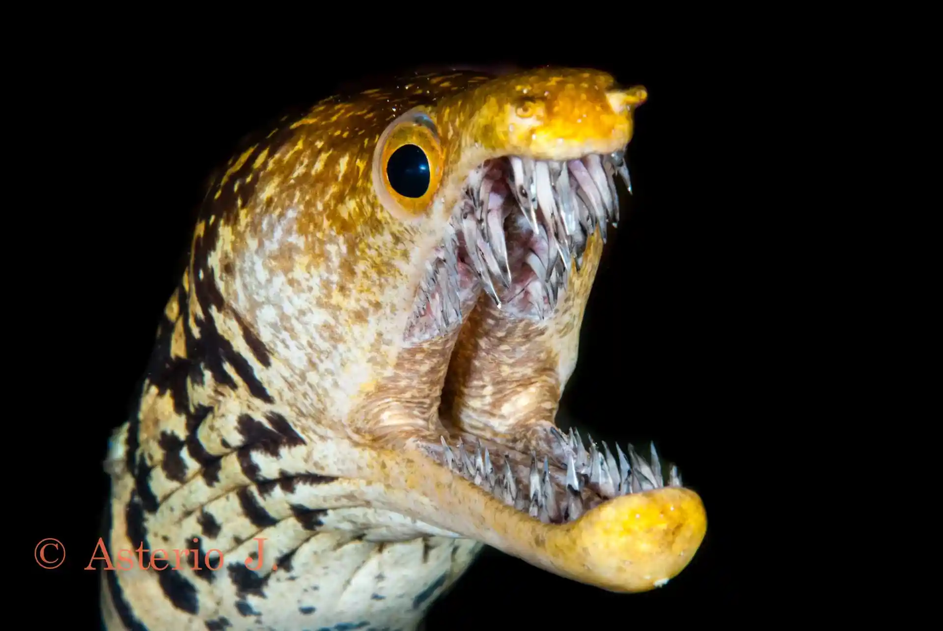 Foto del sitio de buceo