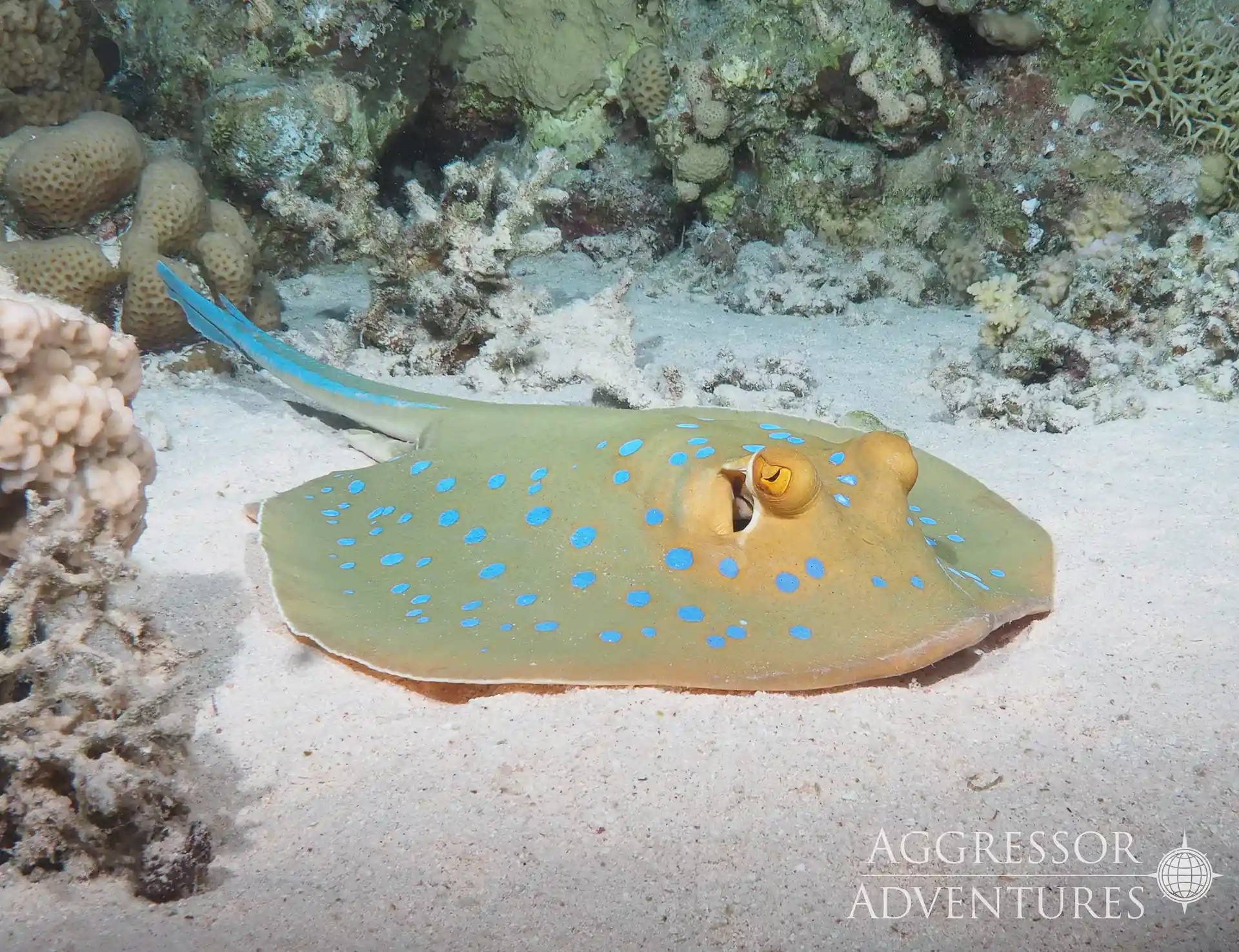 Dive shop photo