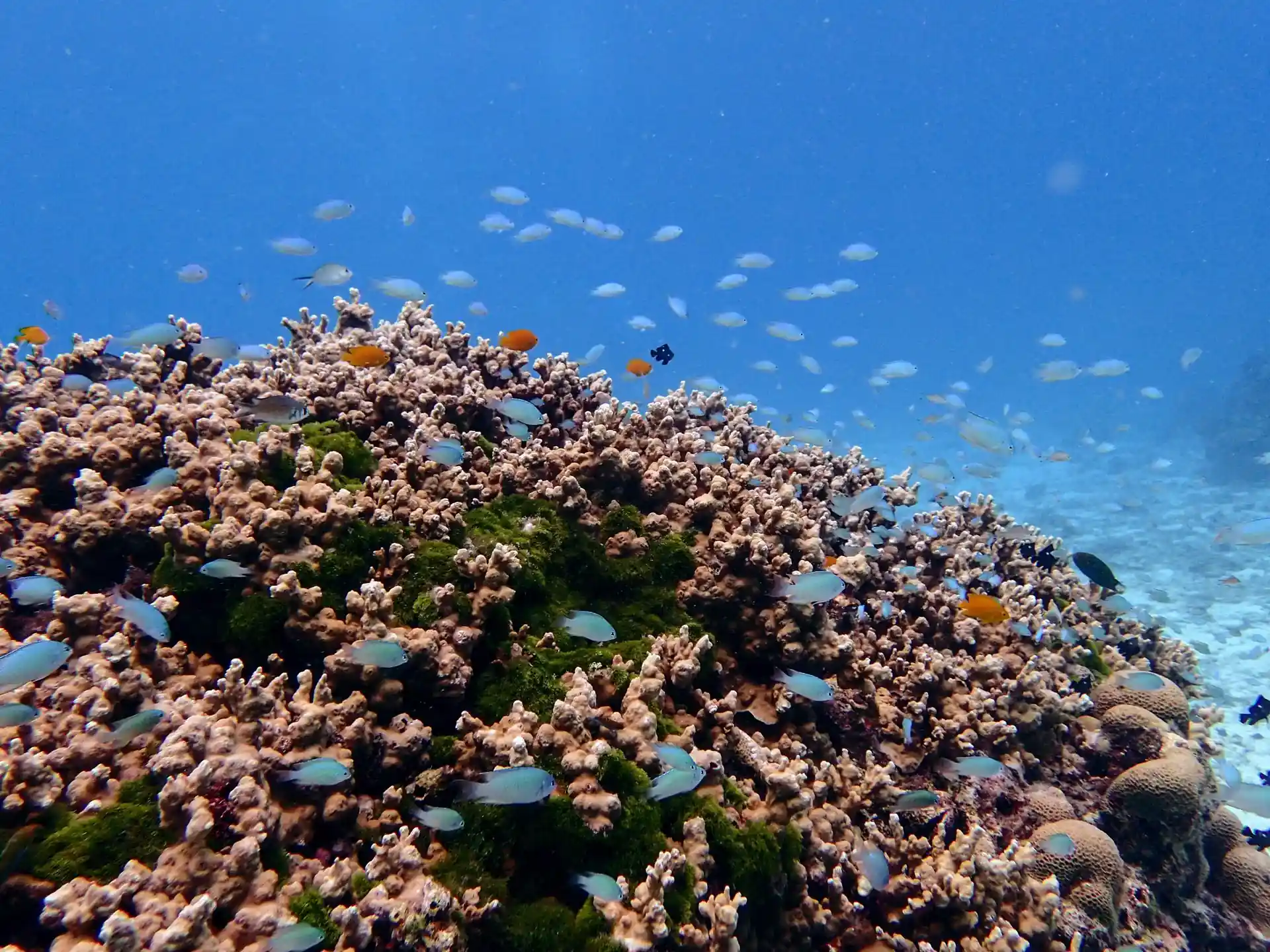 Dive site photo