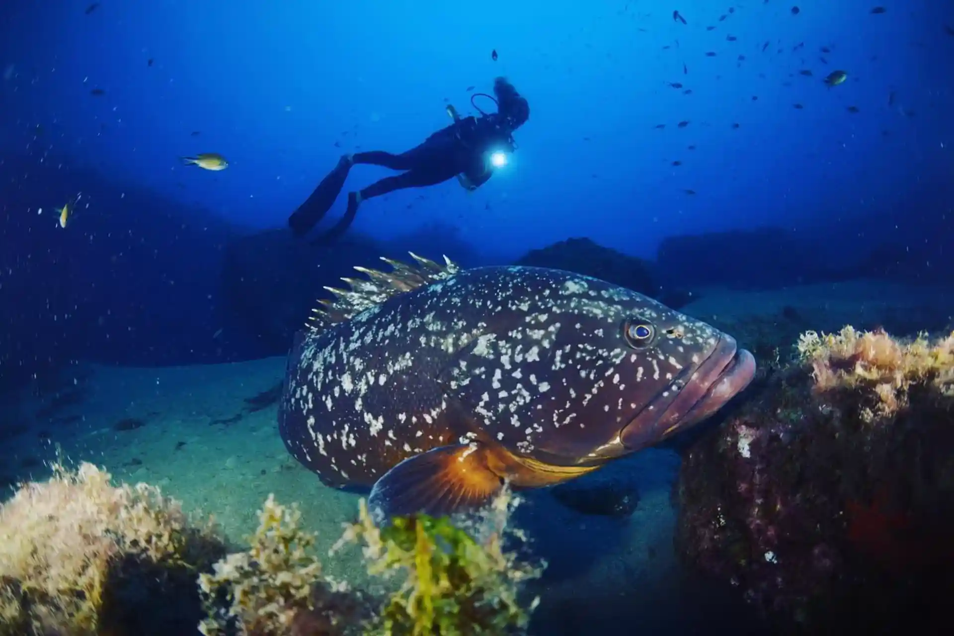 Dive shop photo