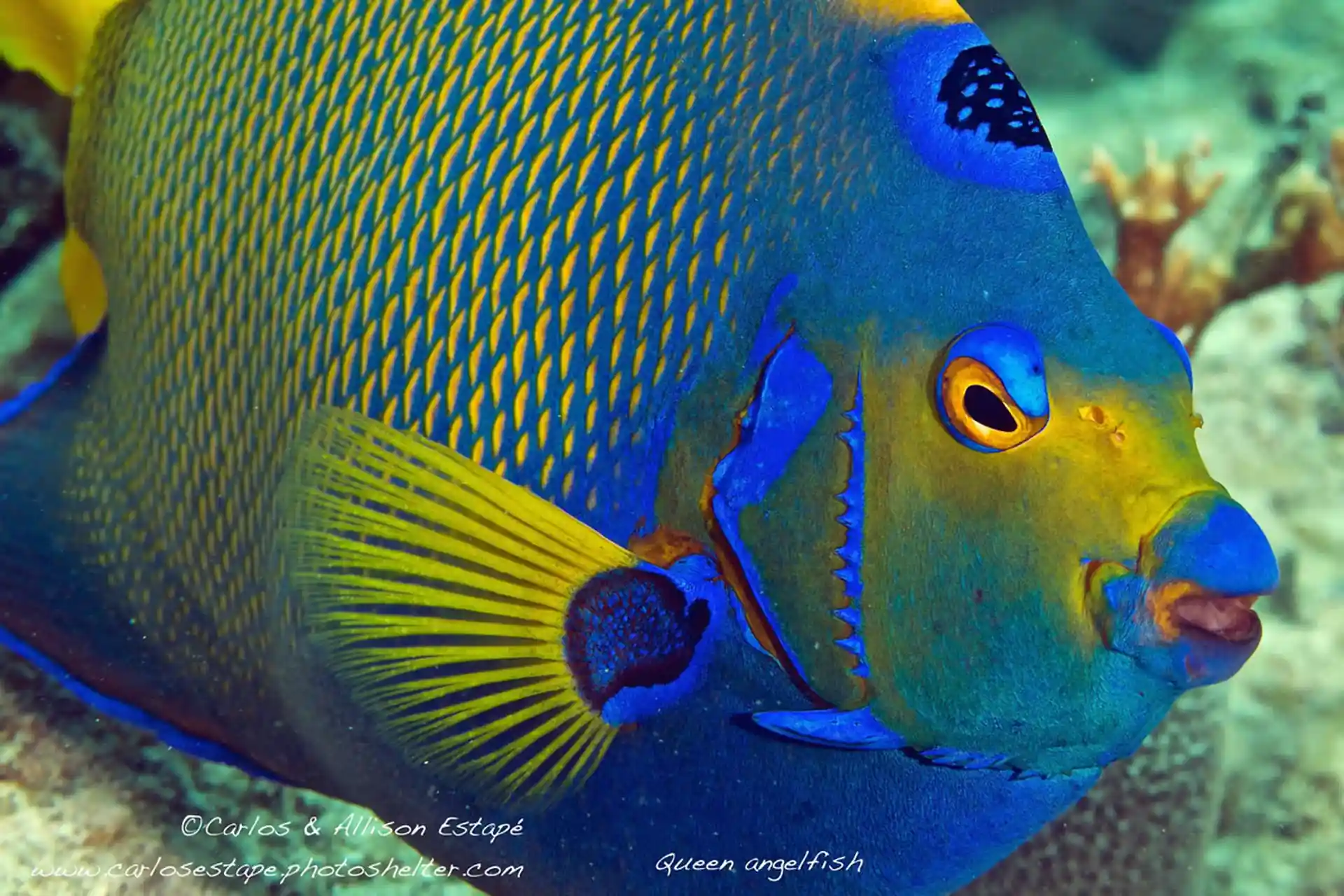 Dive shop photo