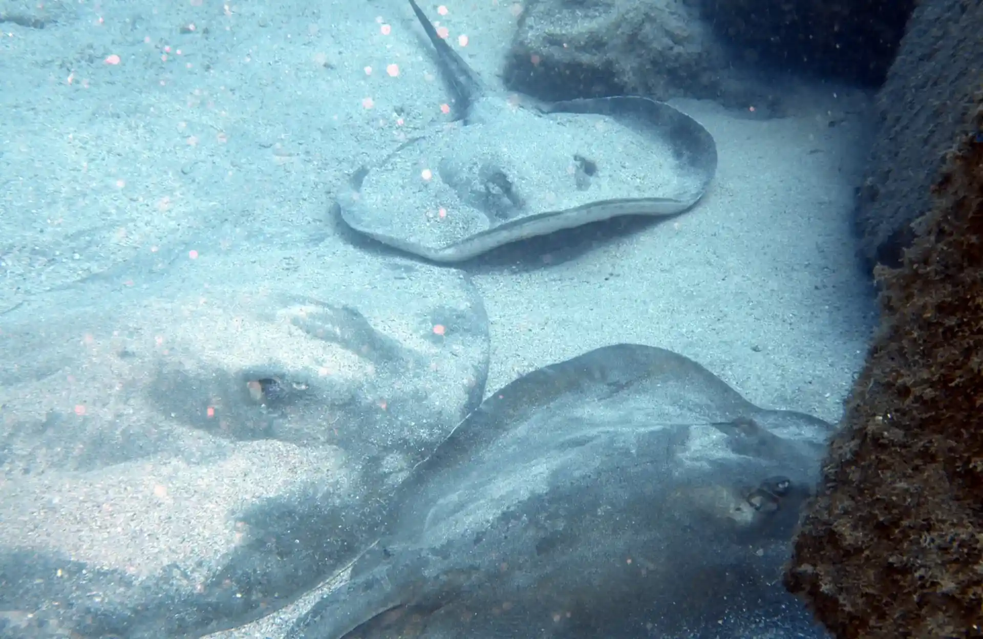 Les rayons font la queue à la station de nettoyage