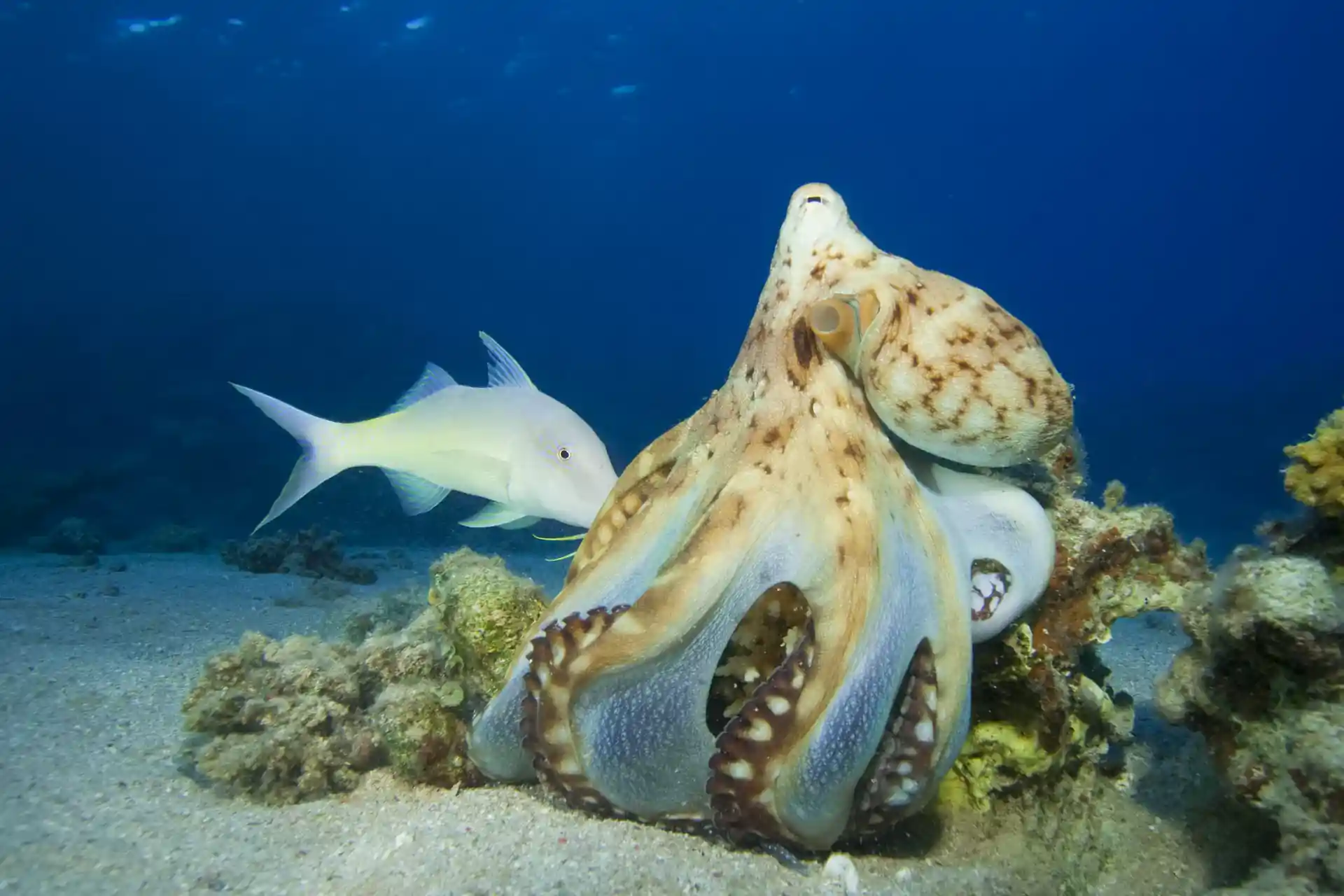 Dive shop photo