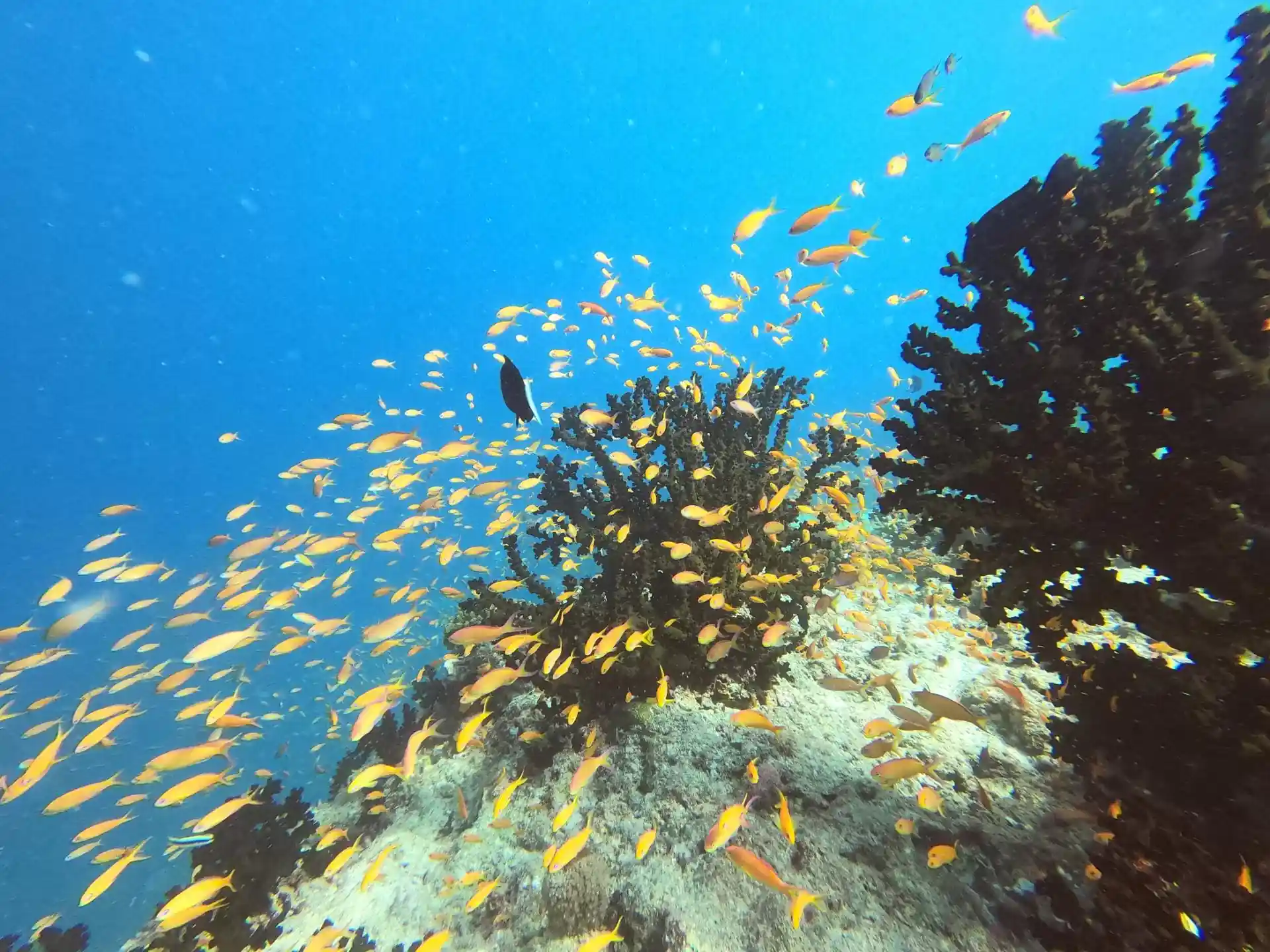 Photo du site de plongée