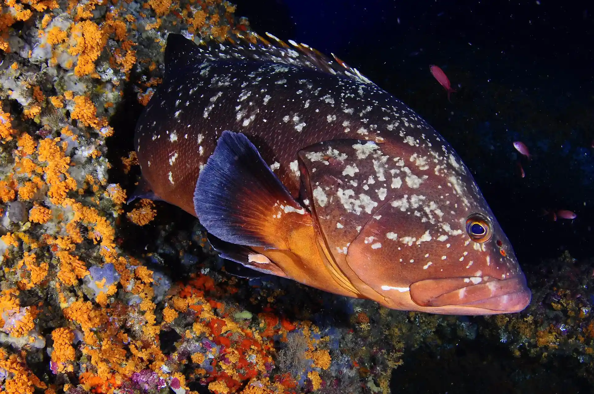 Foto del sitio de buceo