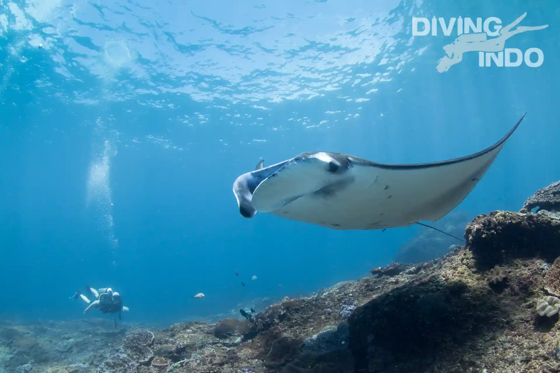 Manta Ray at Manta Point, Nusa Penida