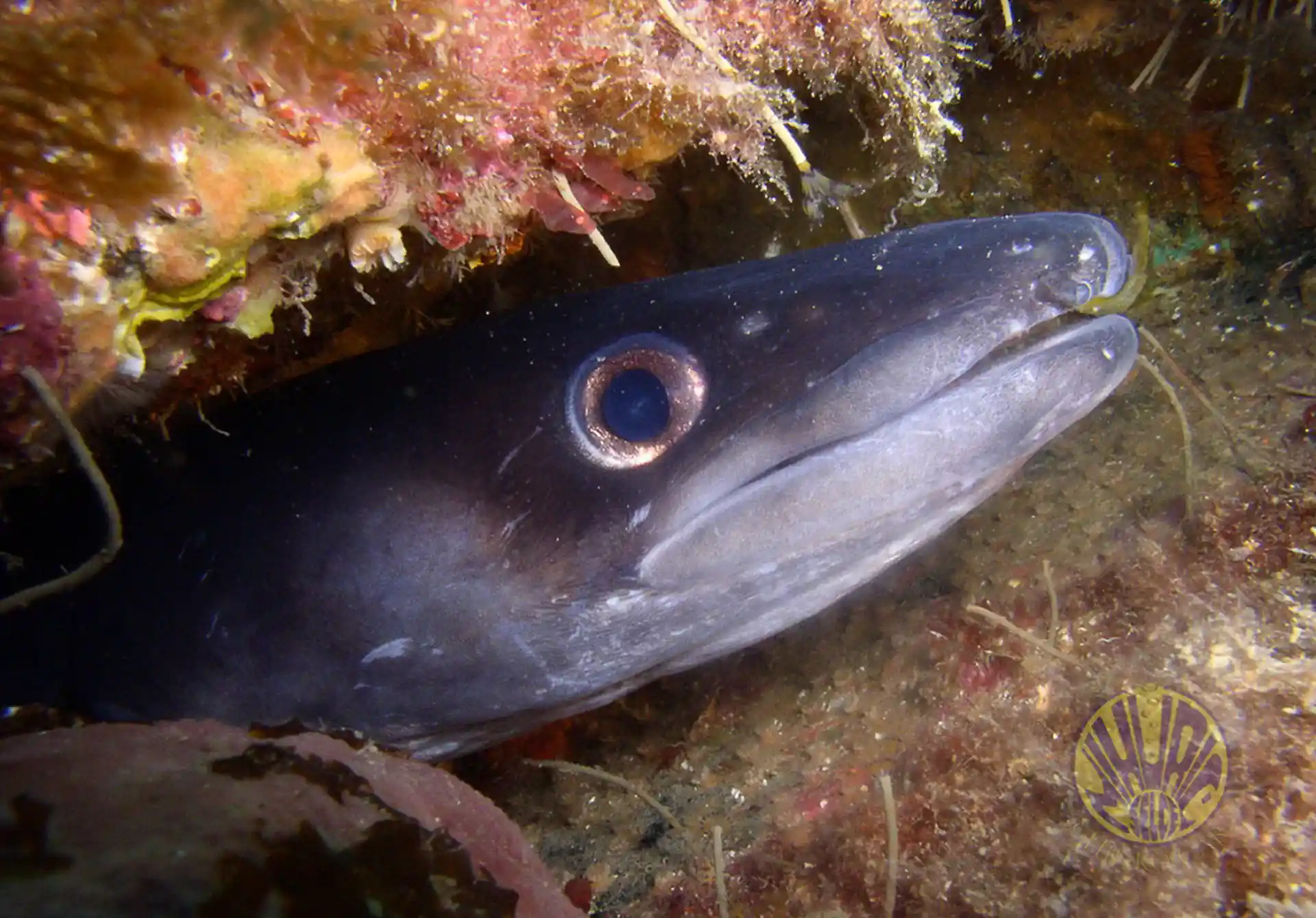 Dive site photo