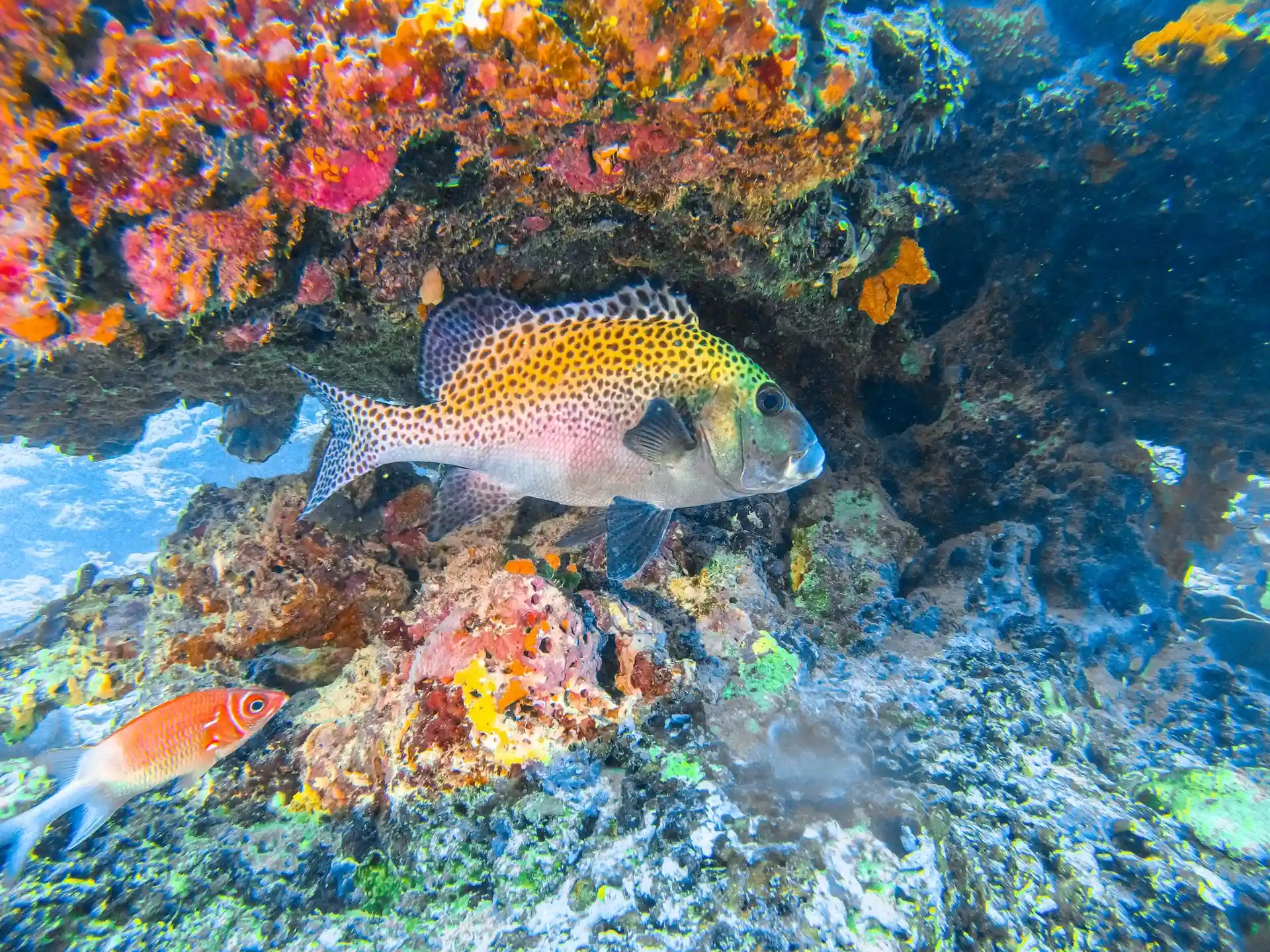 Foto del sitio de buceo