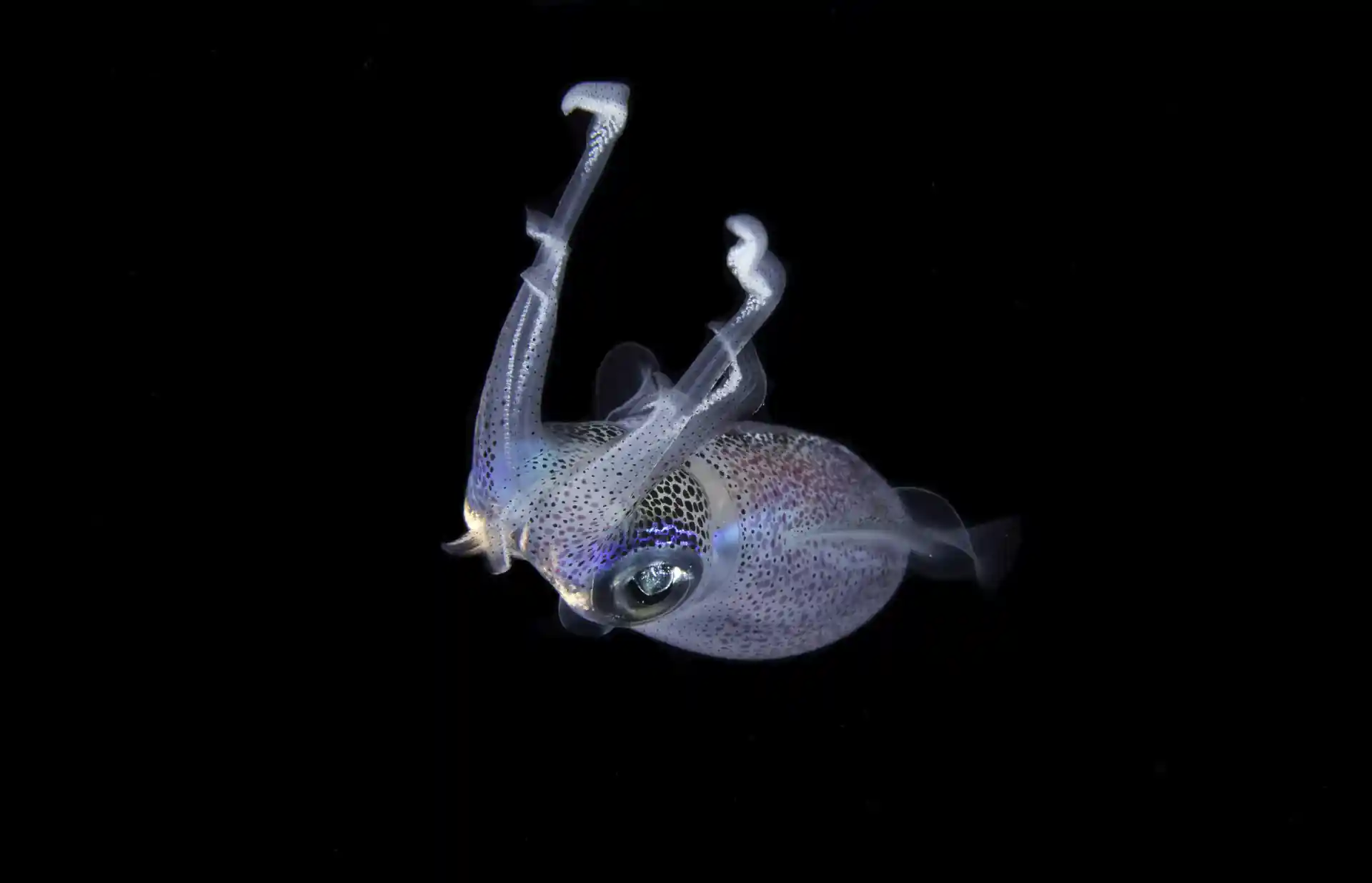 Squid