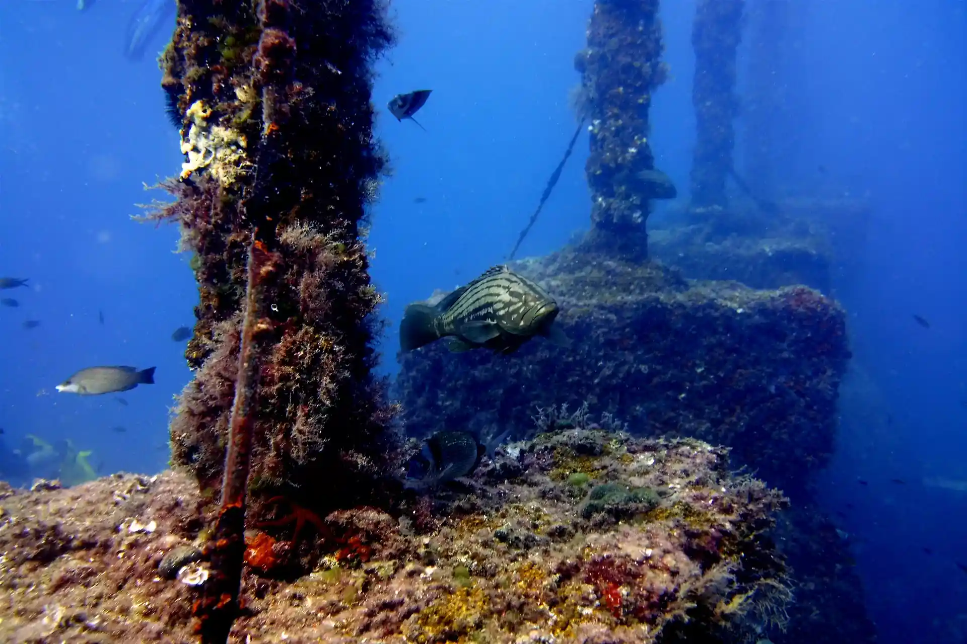 Foto de la tienda de buceo