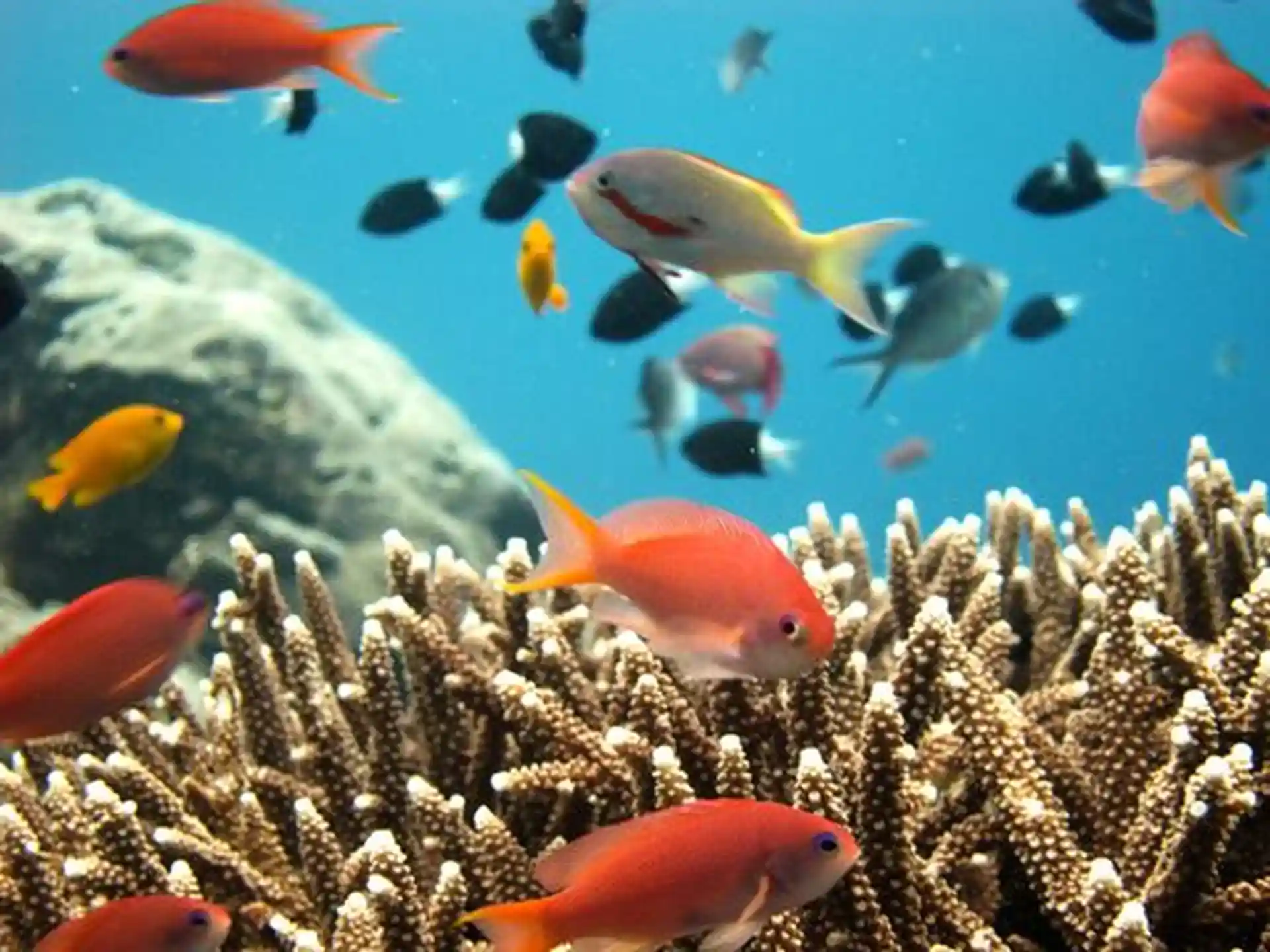 swim with colorful reef fishes