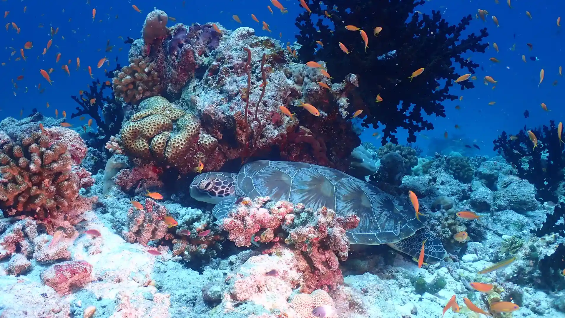 Dive site photo