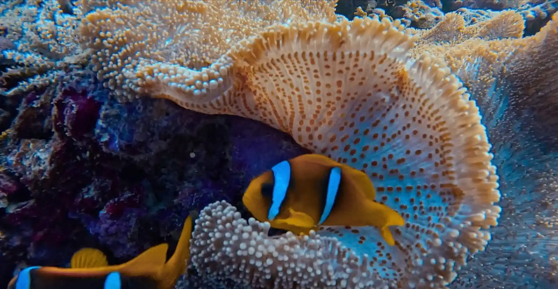 Dive site photo