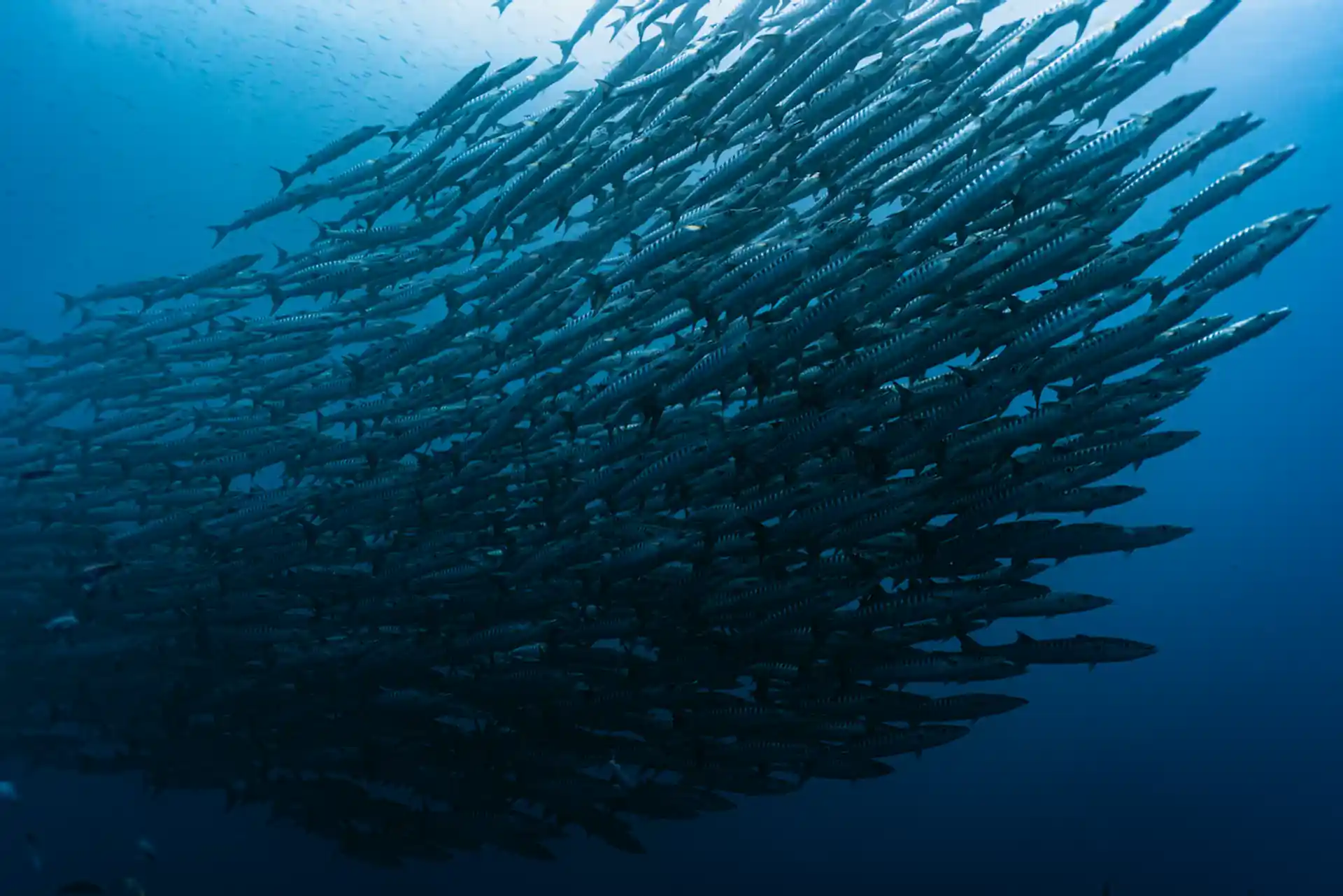 Schools of barracuda