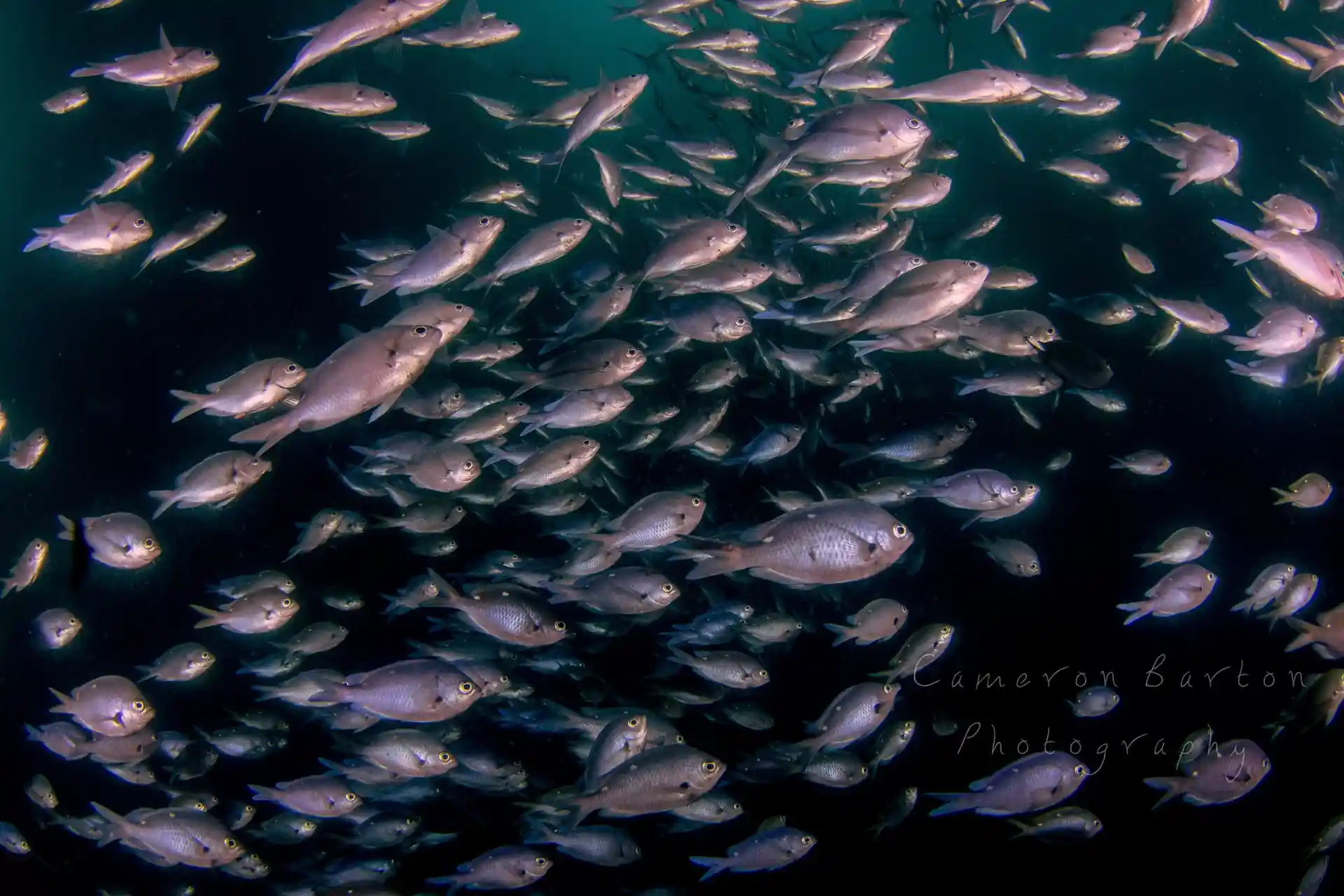 Dive site photo