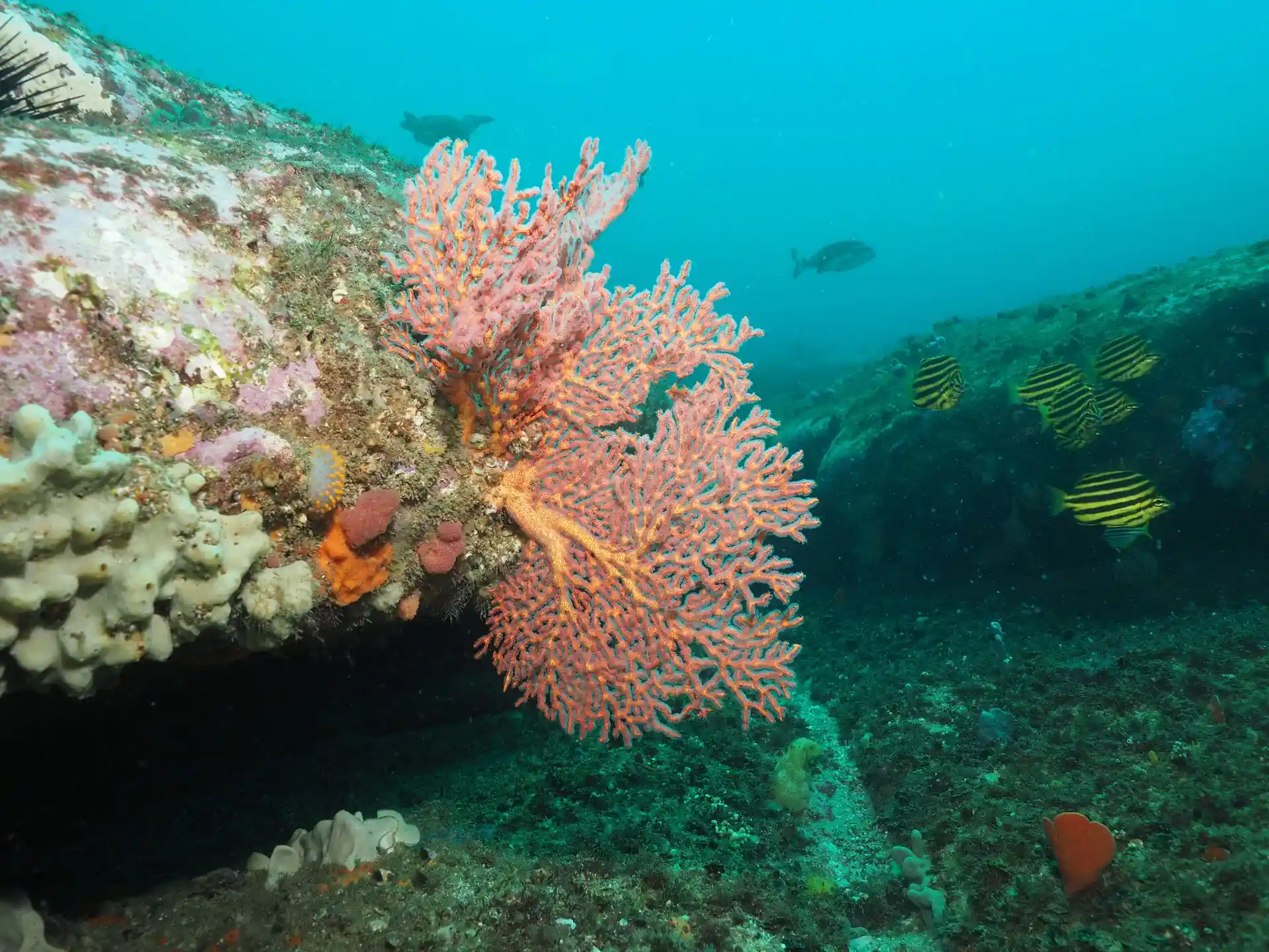 Dive site photo