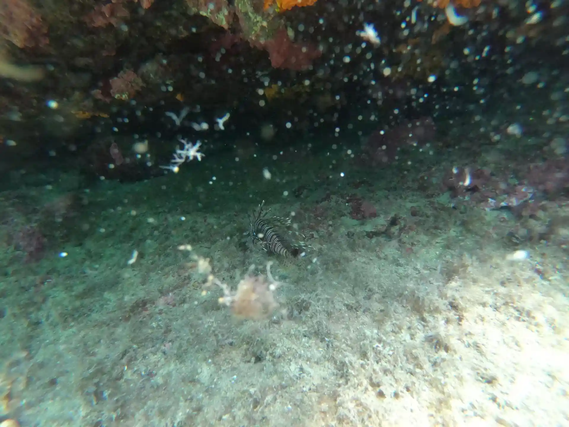 Dive site photo