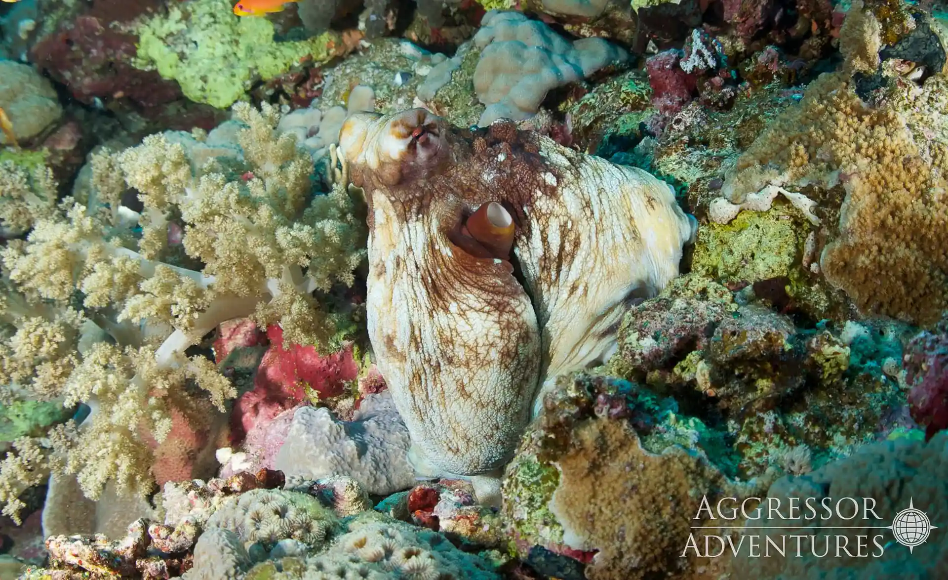 Dive shop photo