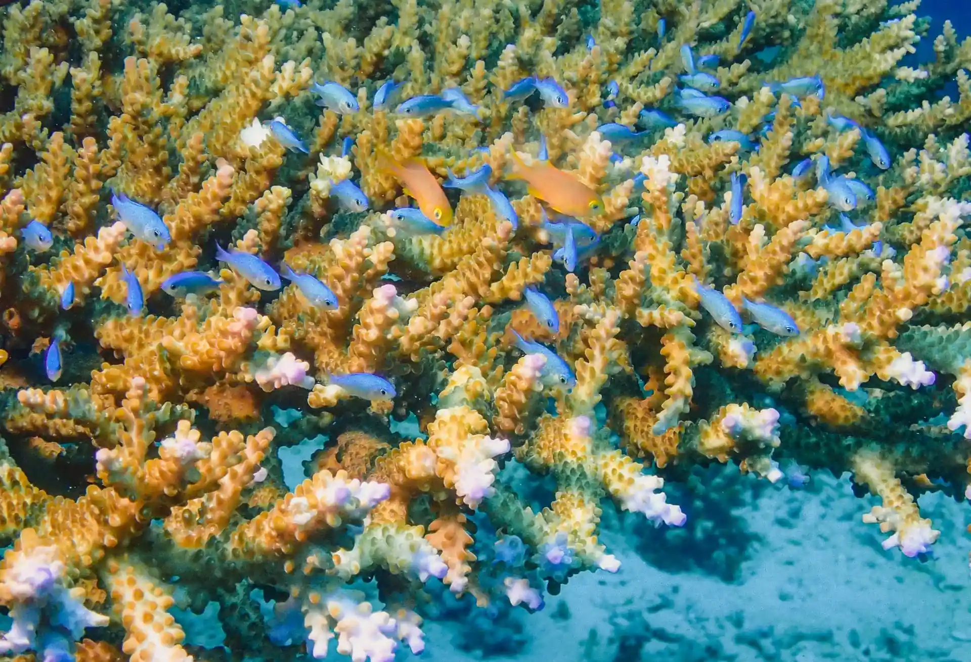 ダイビングサイトの写真