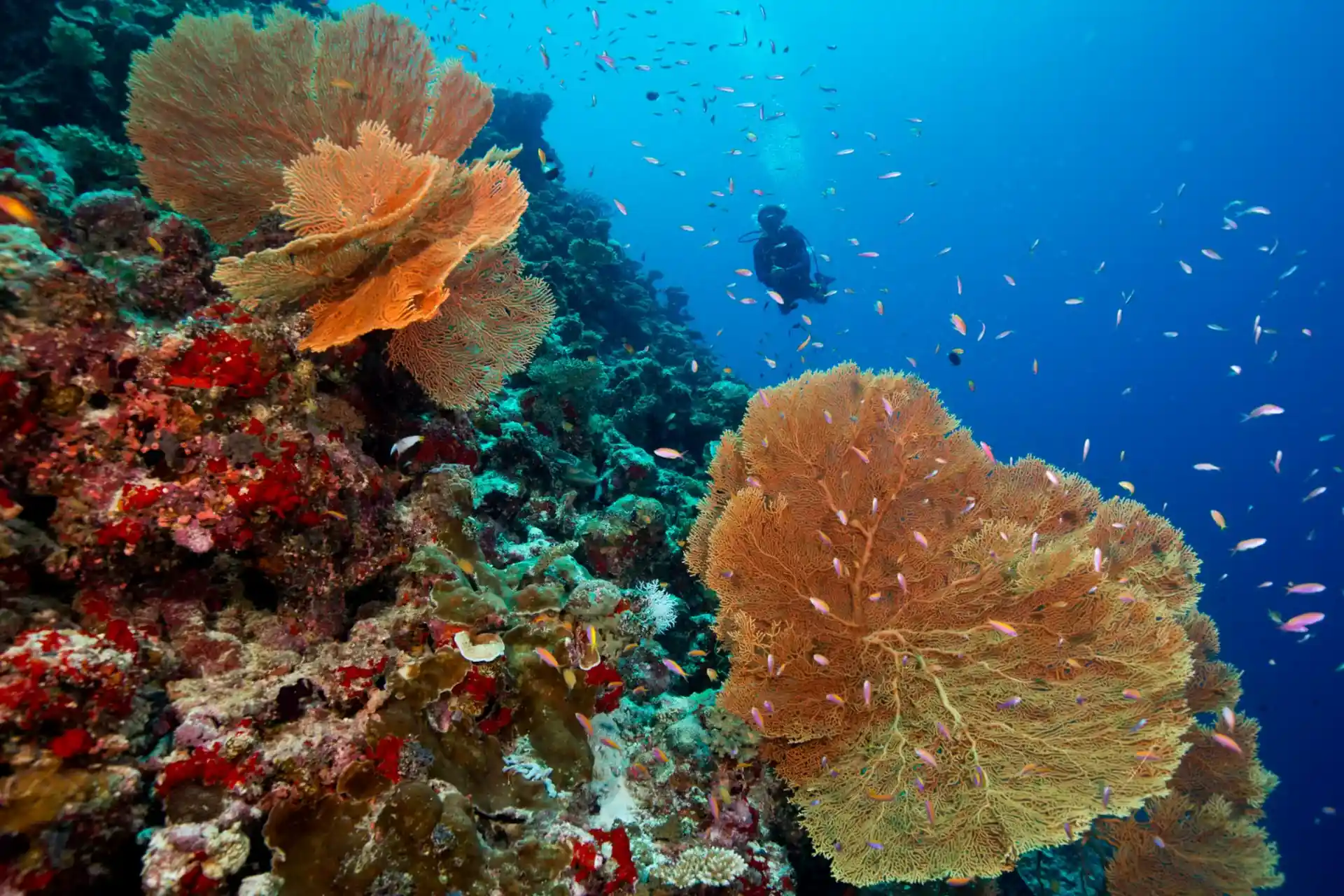 Foto de la tienda de buceo