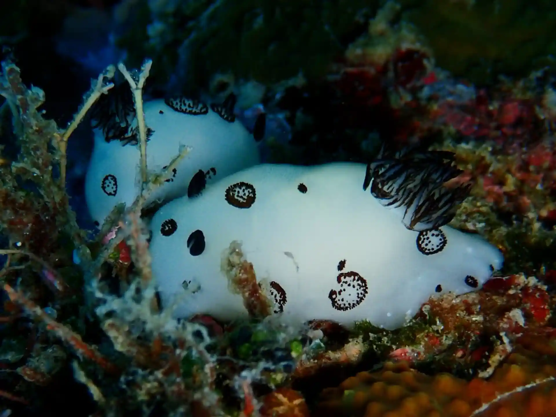 Dive site photo