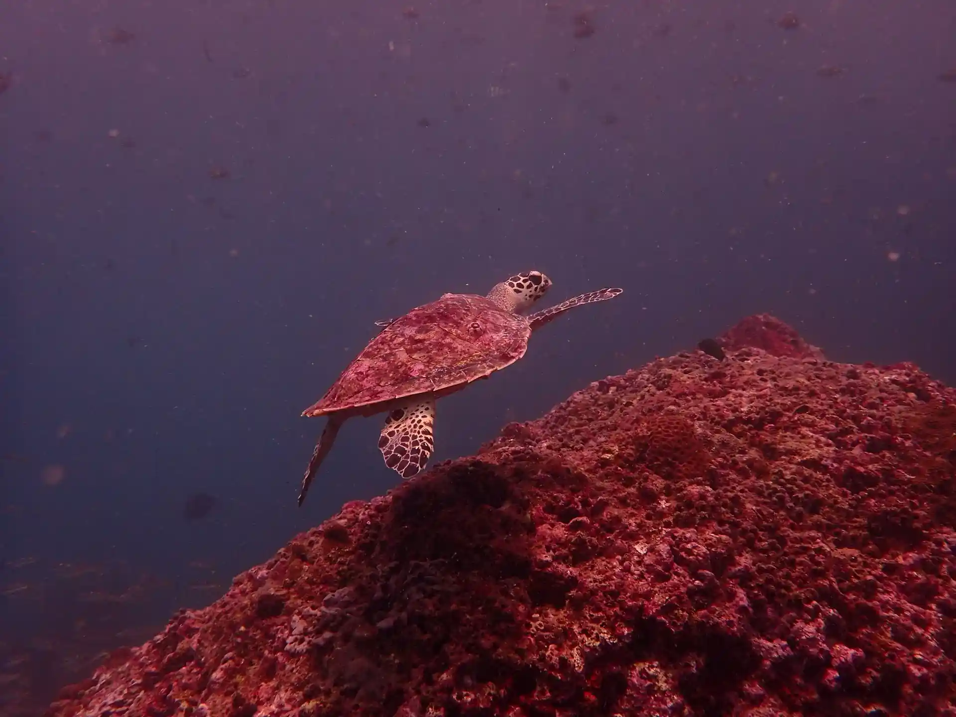 Dive site photo