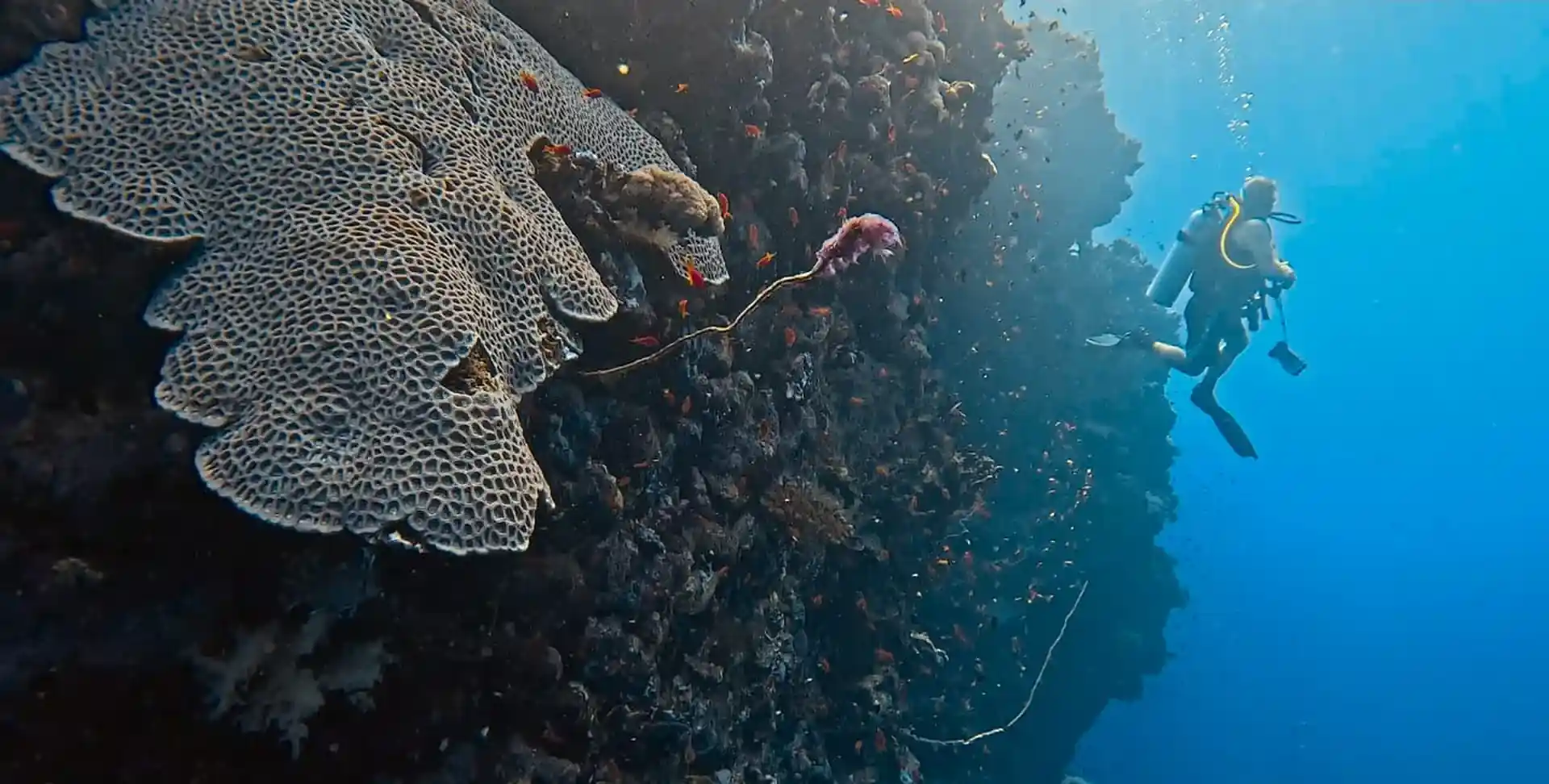 Dive site photo