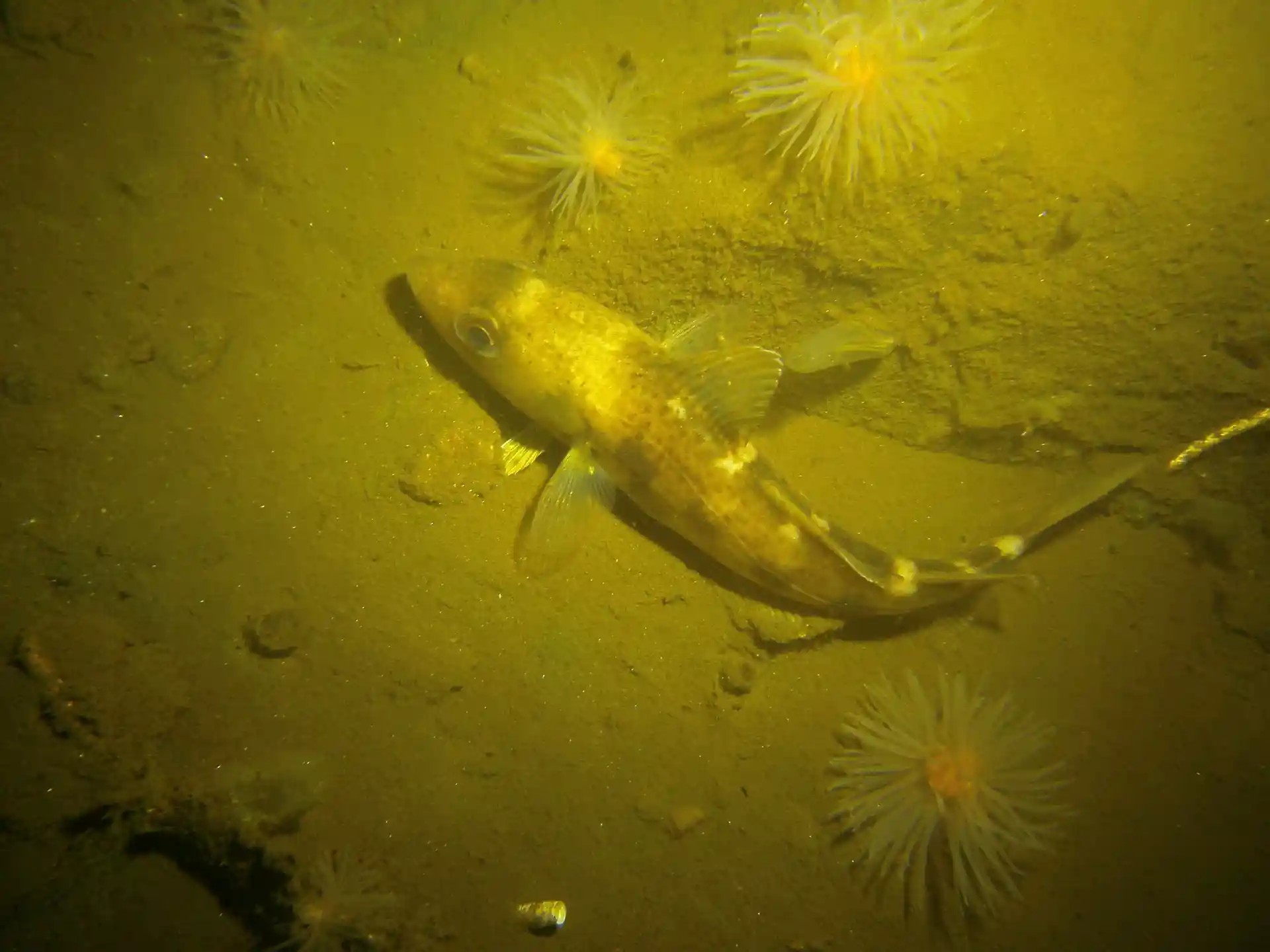 Foto des Tauchplatzes