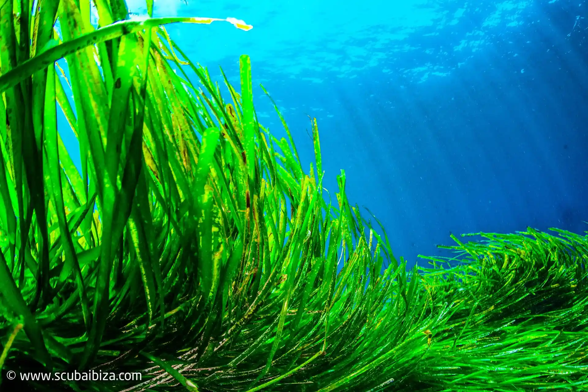 Photo du site de plongée