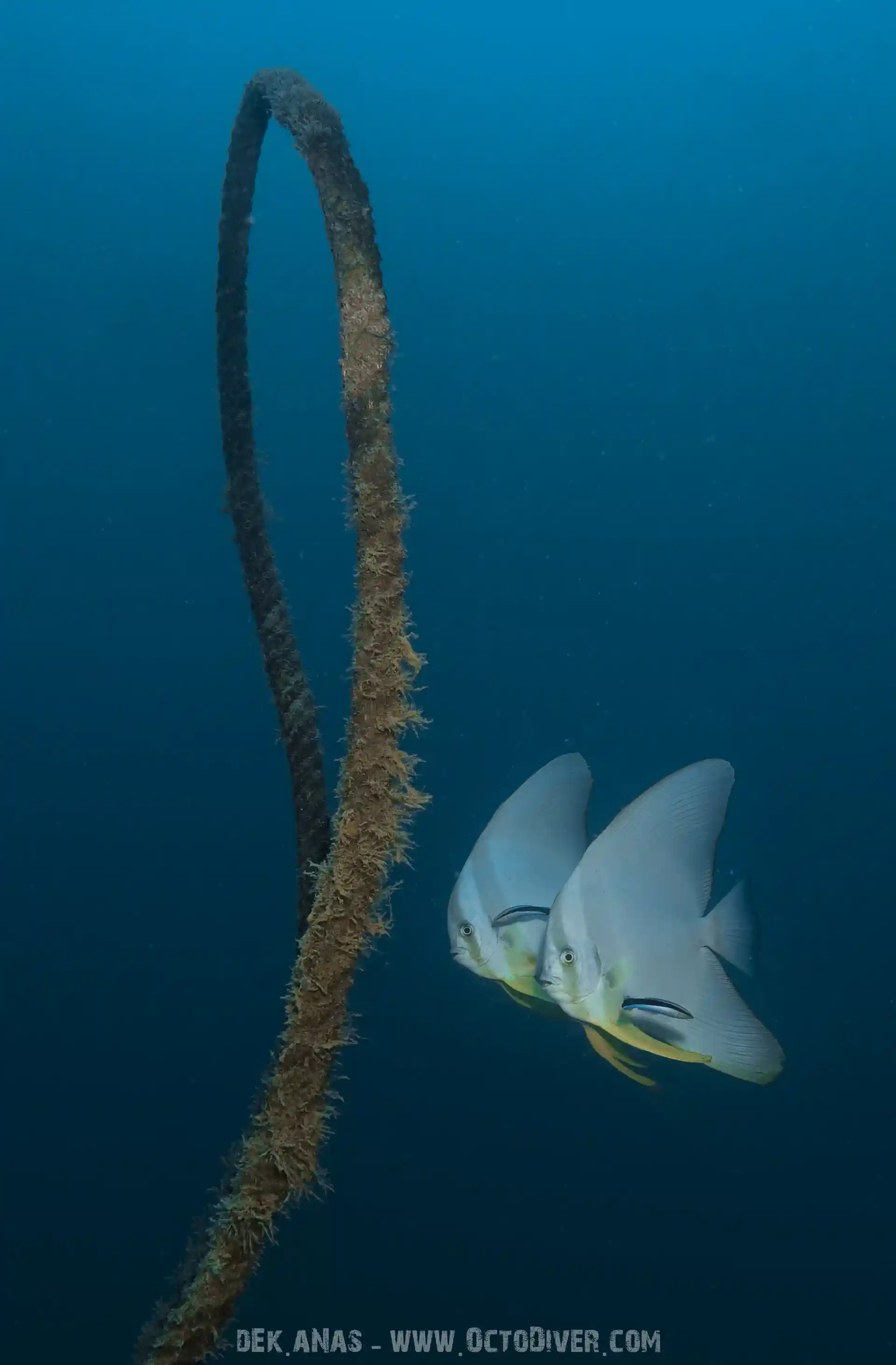 Dive shop photo