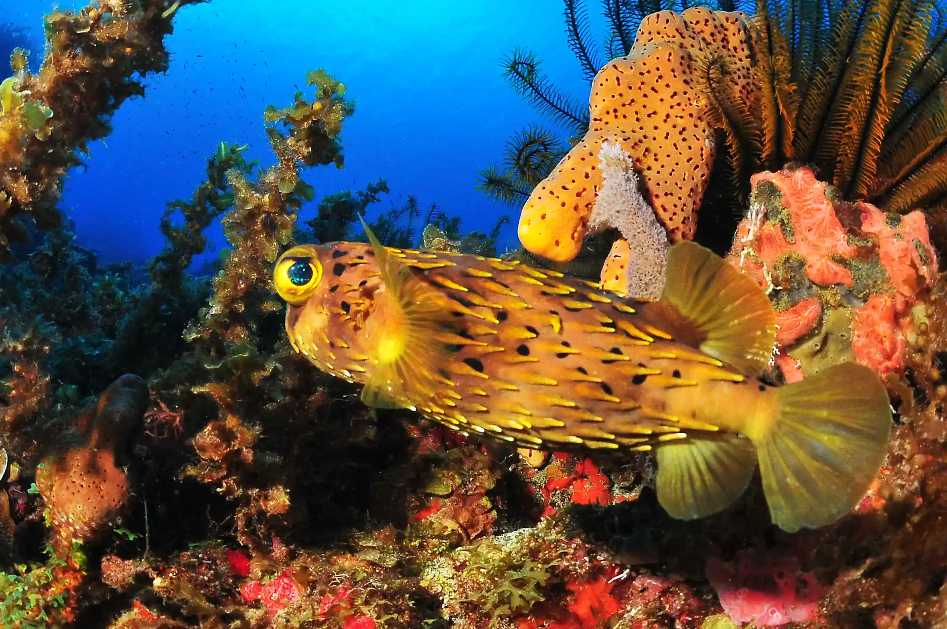 Dive shop photo